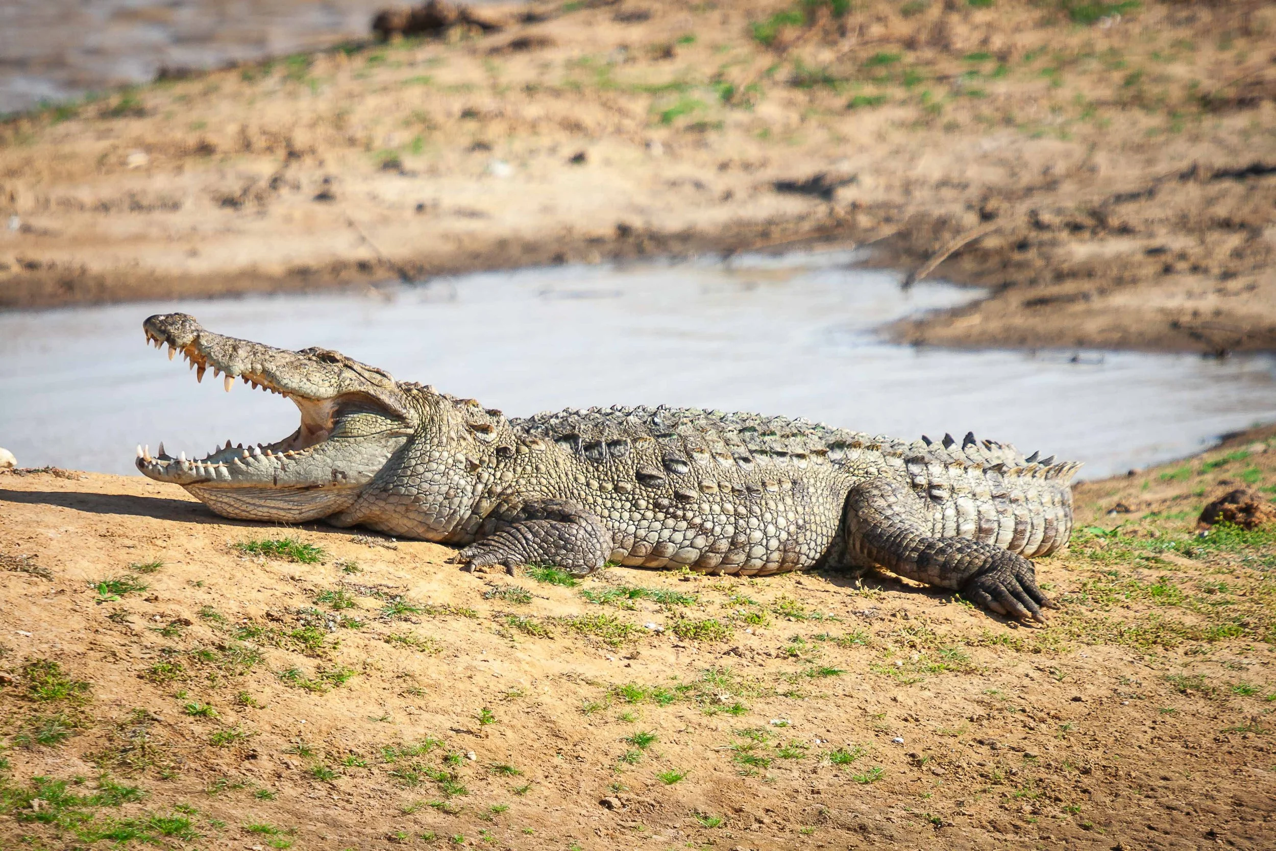 Mugger crocodile