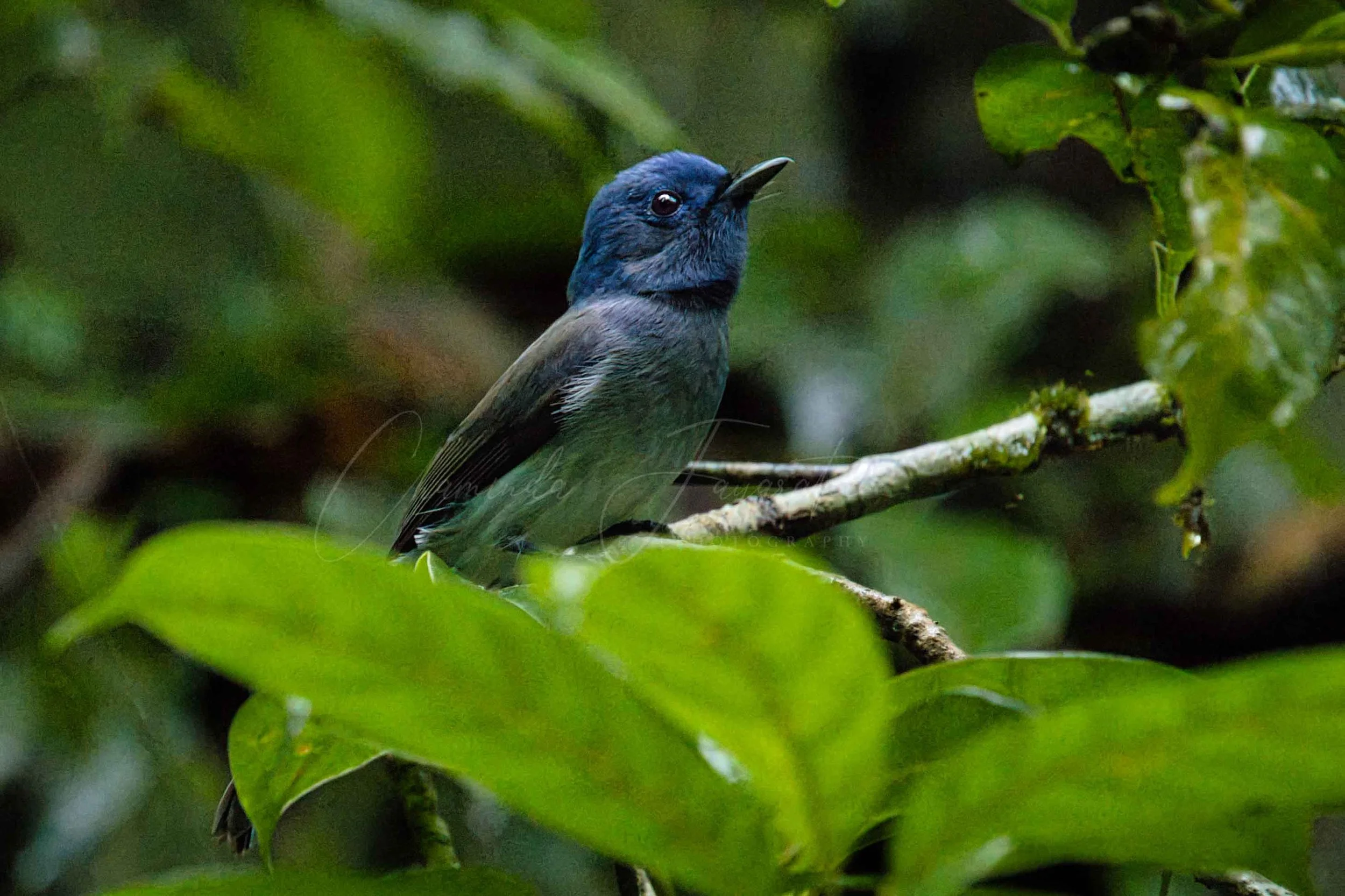 Black-naped monarch