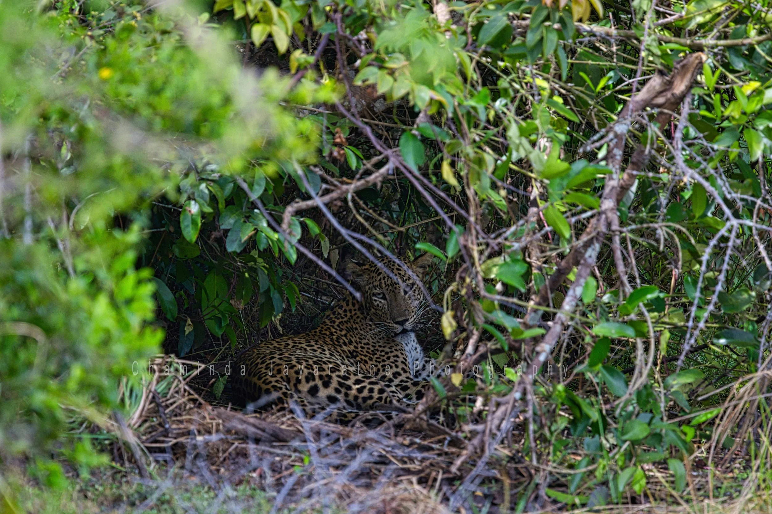 Sri Lankan leopard