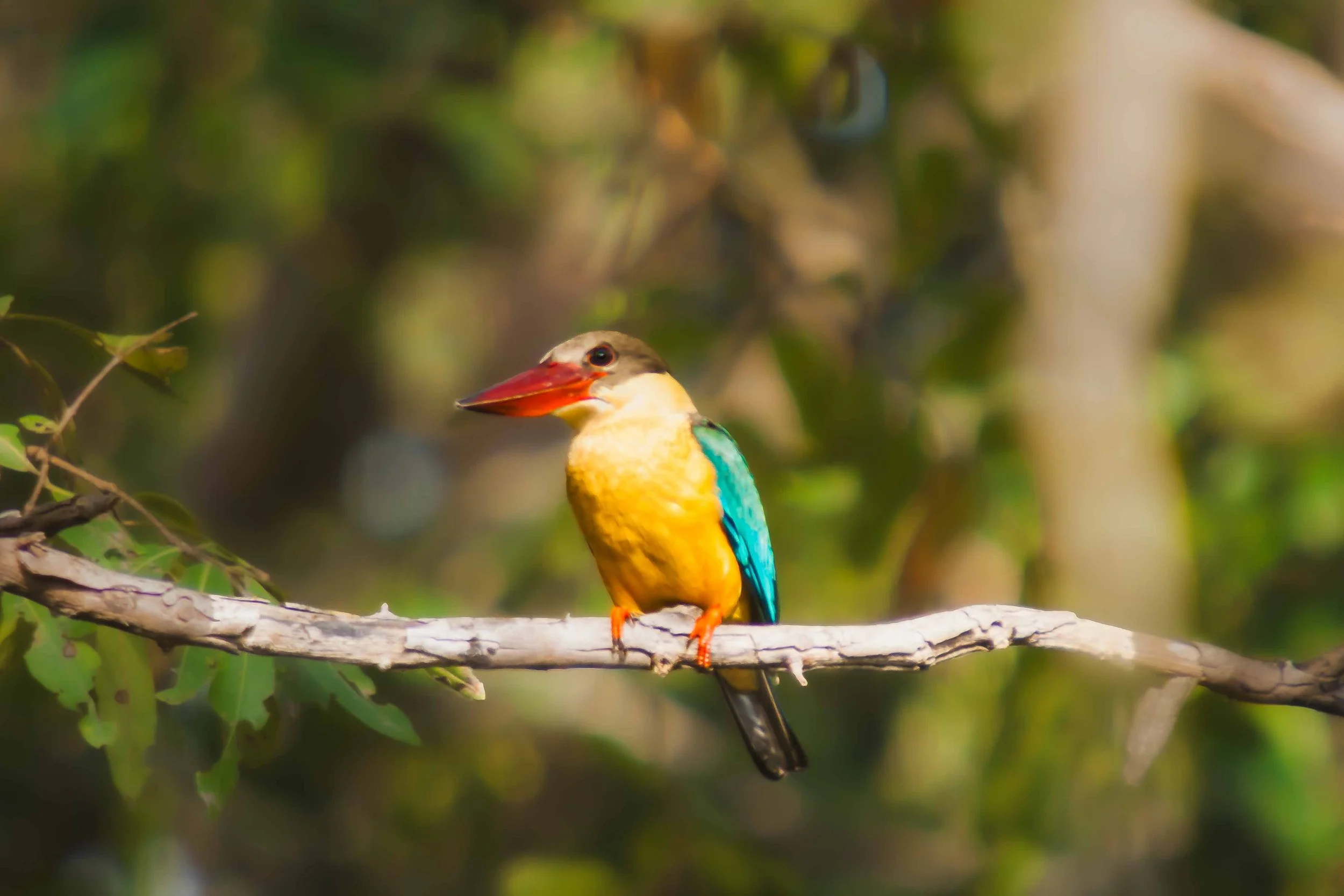 Stork-billed kingfisher