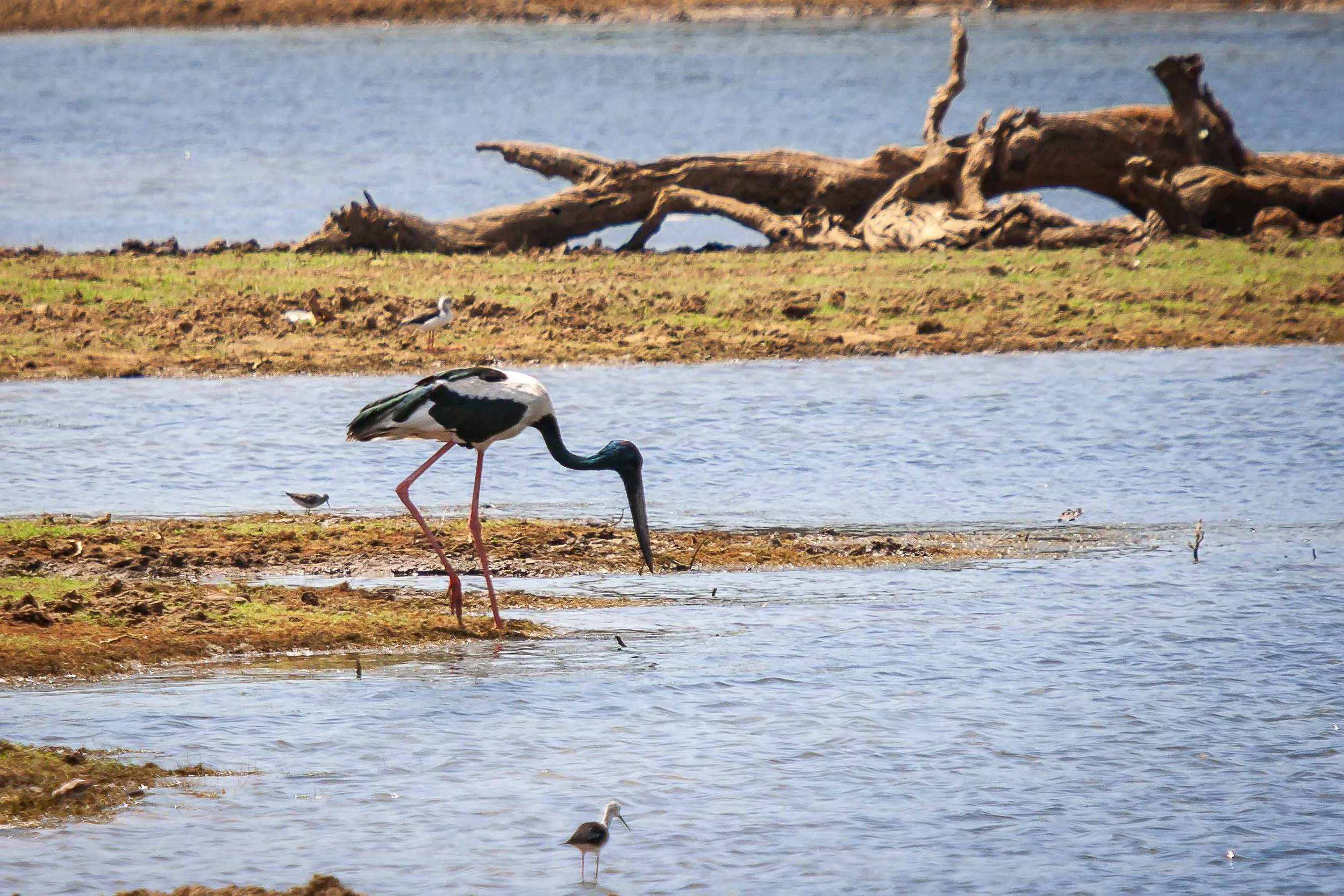 Black-necked stork.jpg