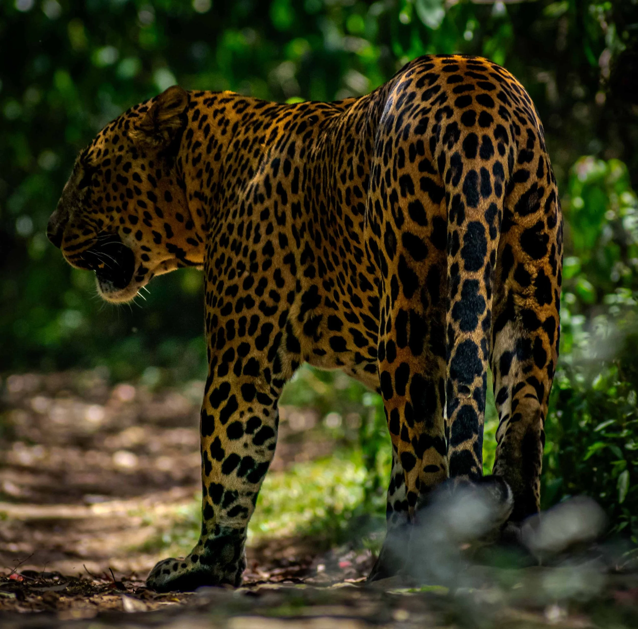 Sri Lankan leopard
