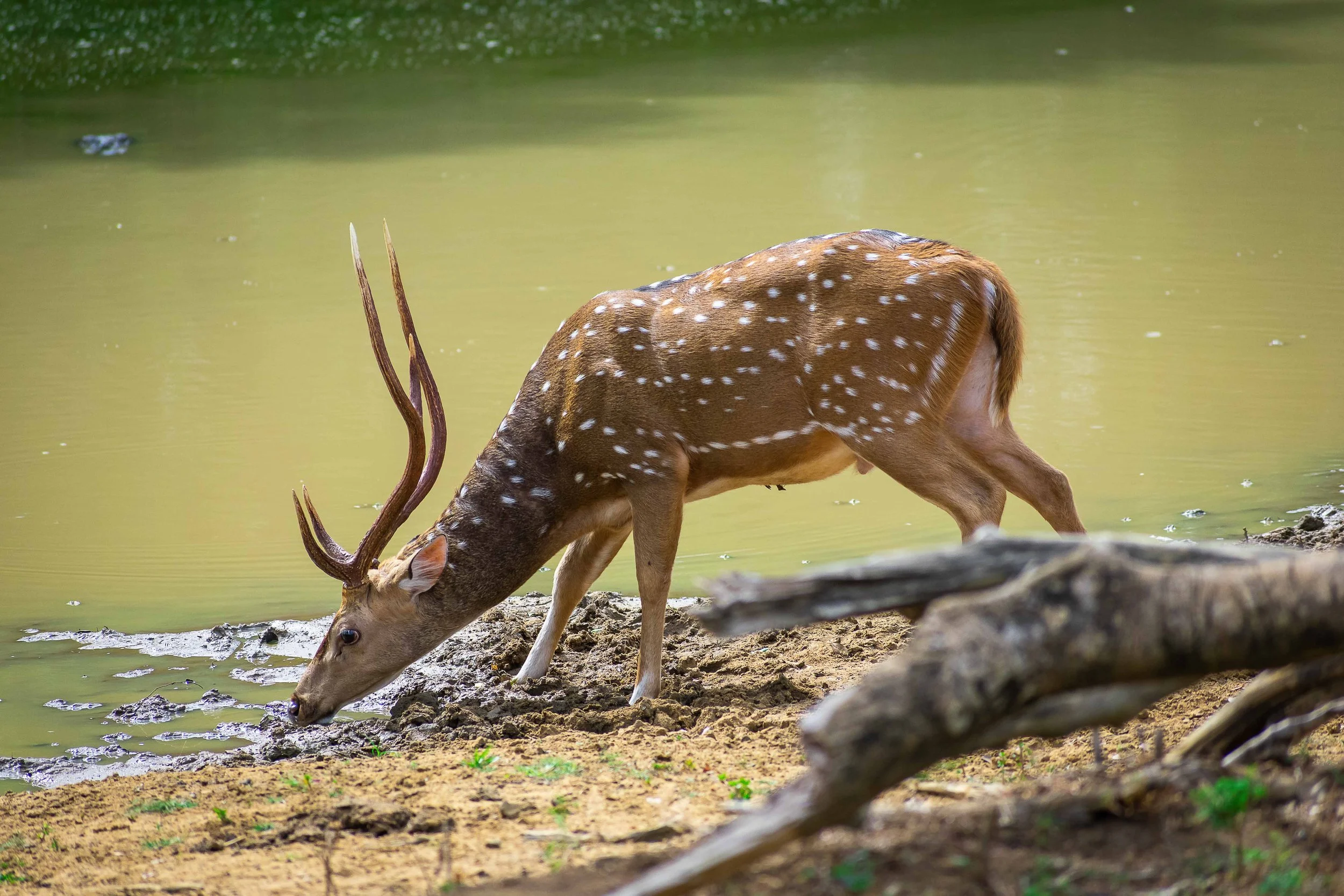 Spotted deer