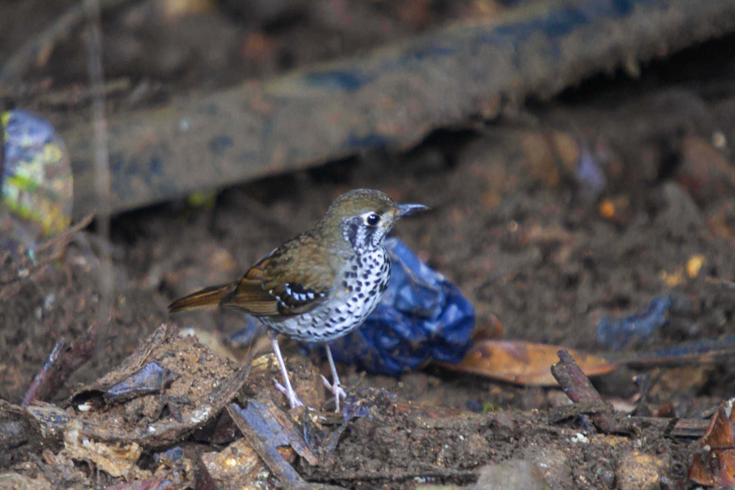 Spot-winged thrush