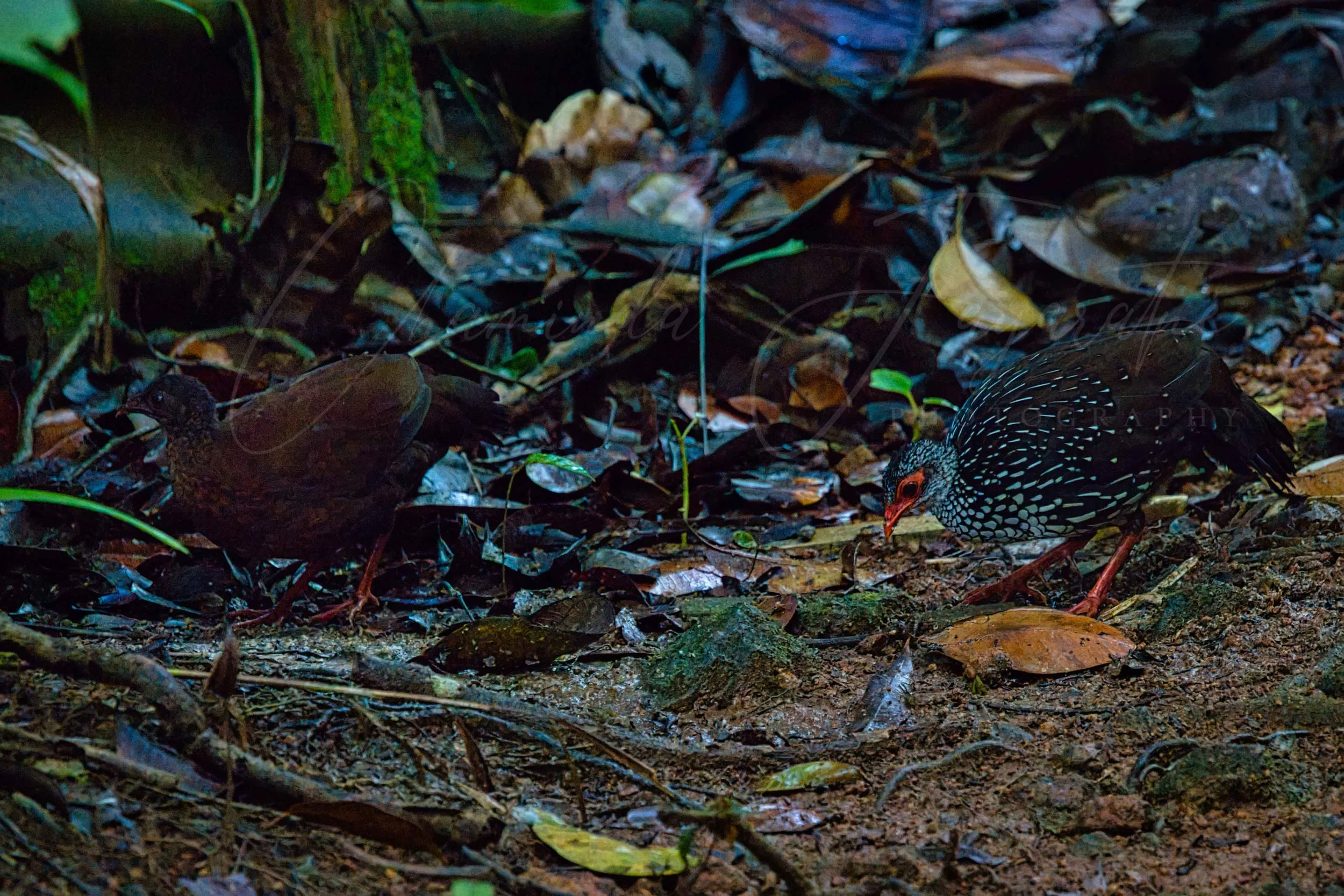 Sri Lanka spurfowl