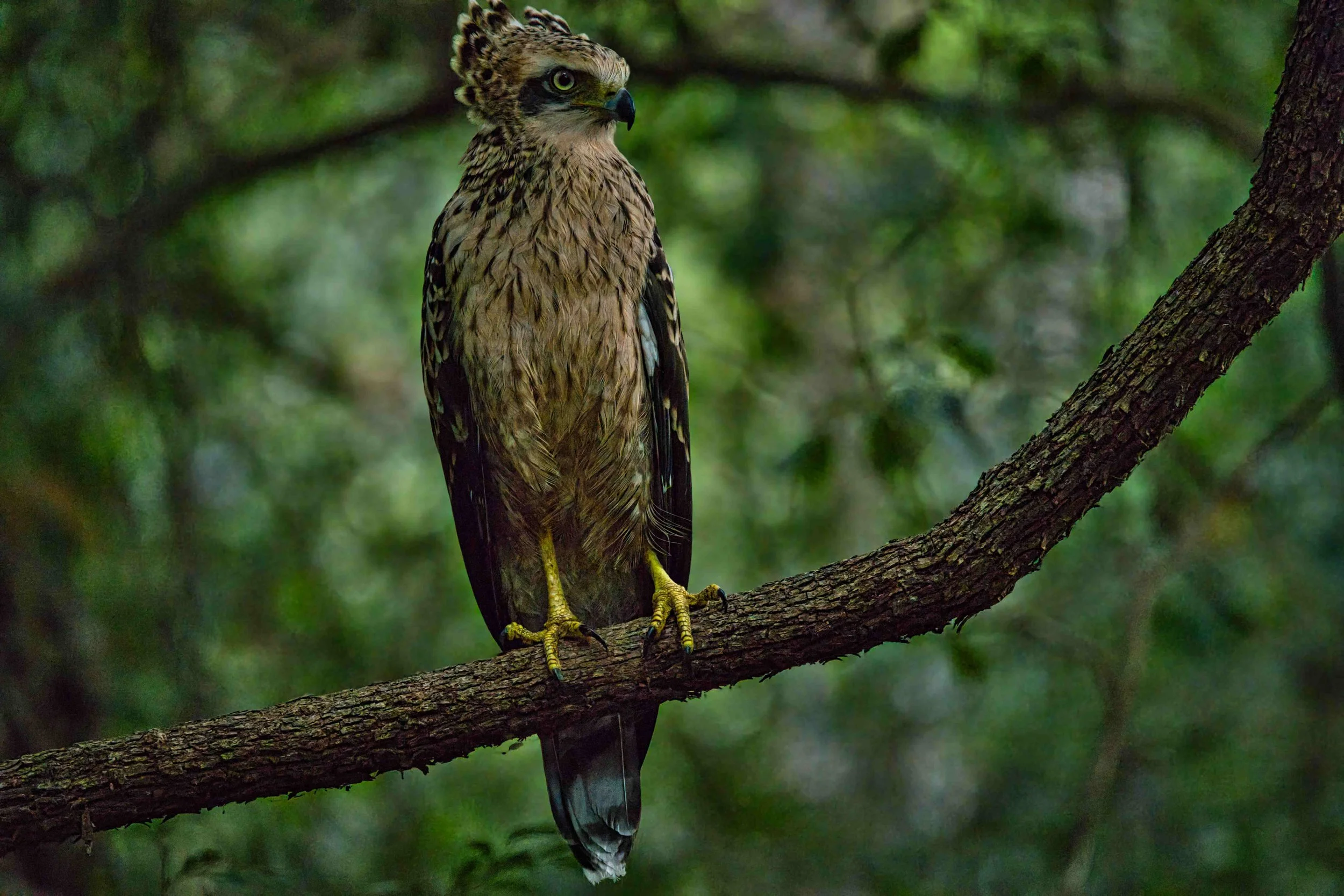 Changeable hawk-eagle