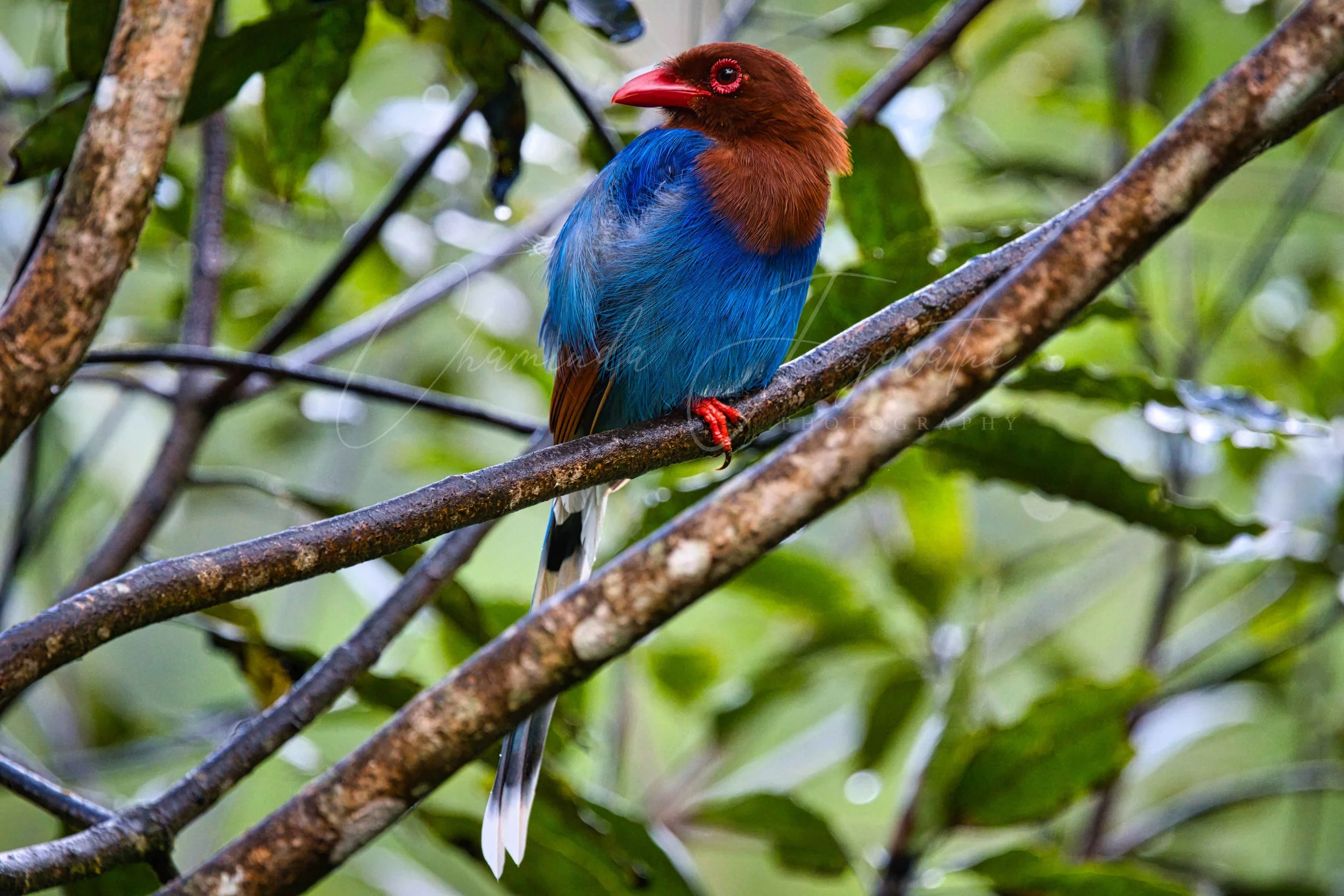 Sri Lanka blue magpie