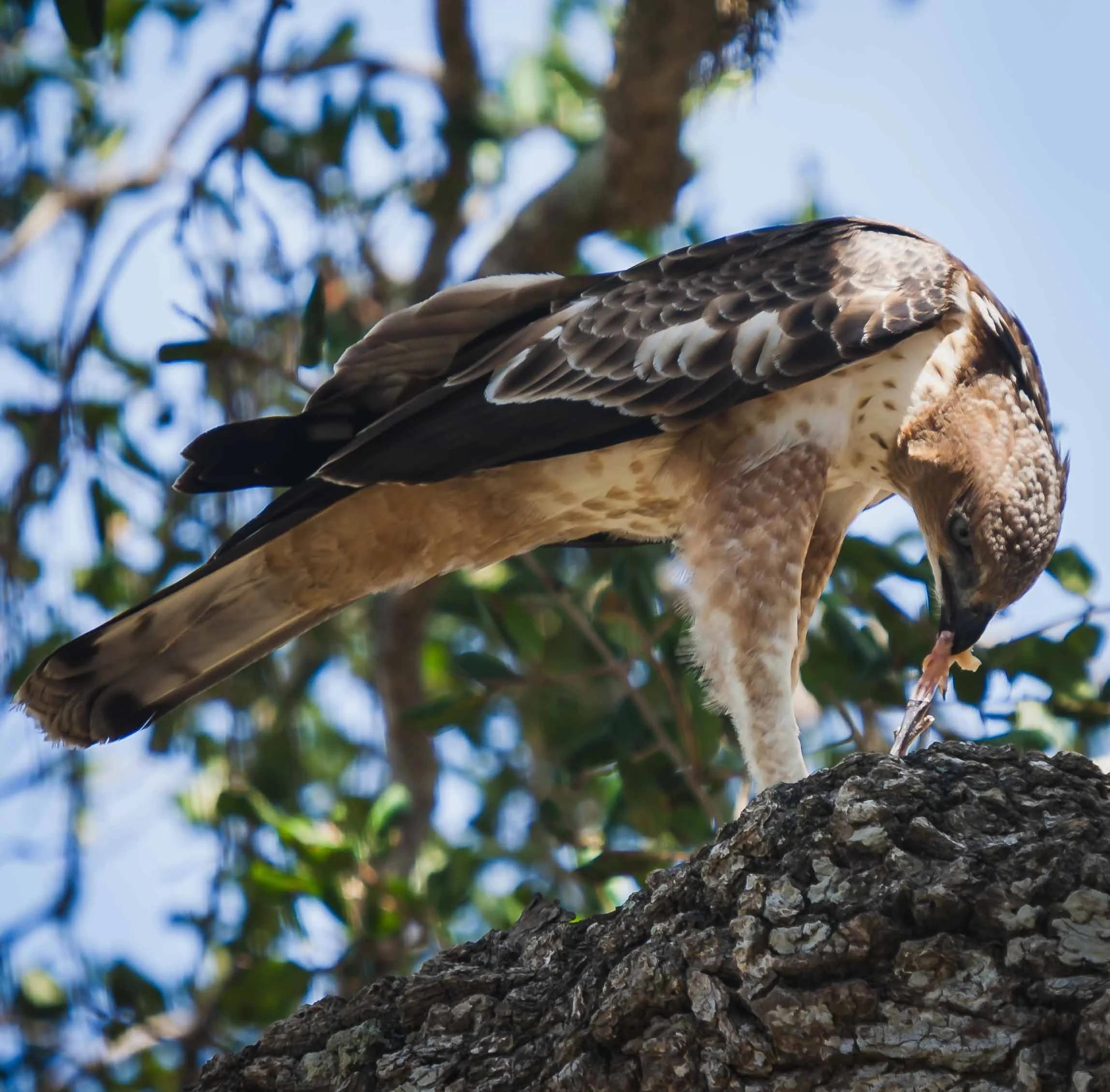 Changeable hawk-eagle