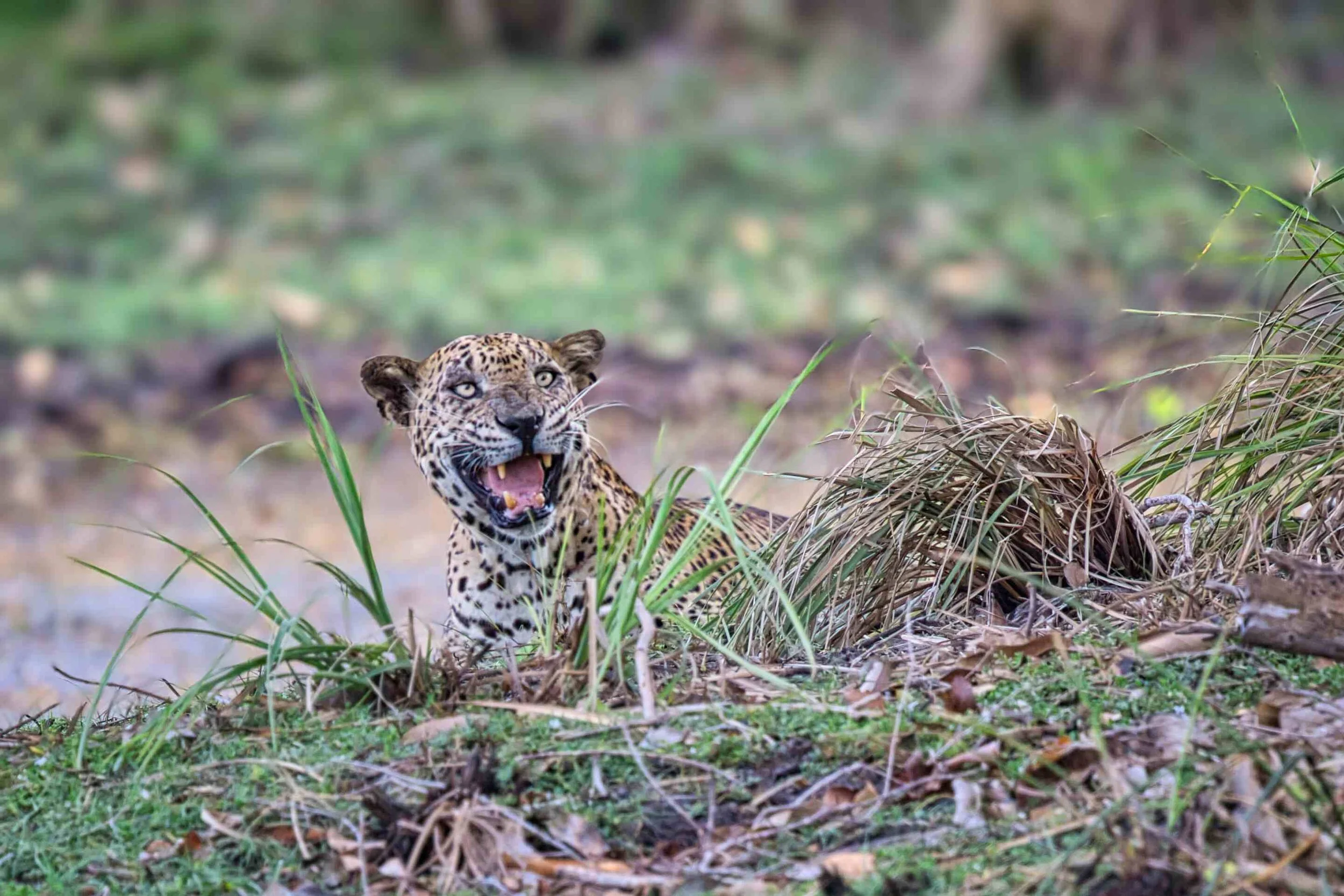 Sri Lankan leopard