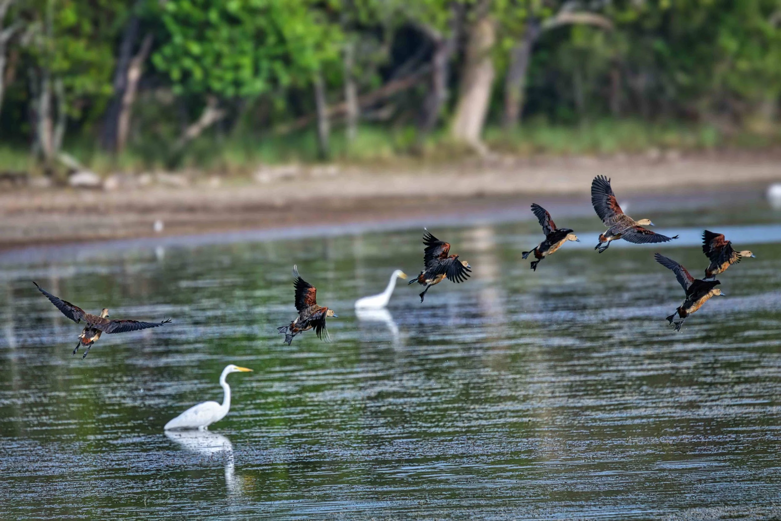 Lesser whistling duck