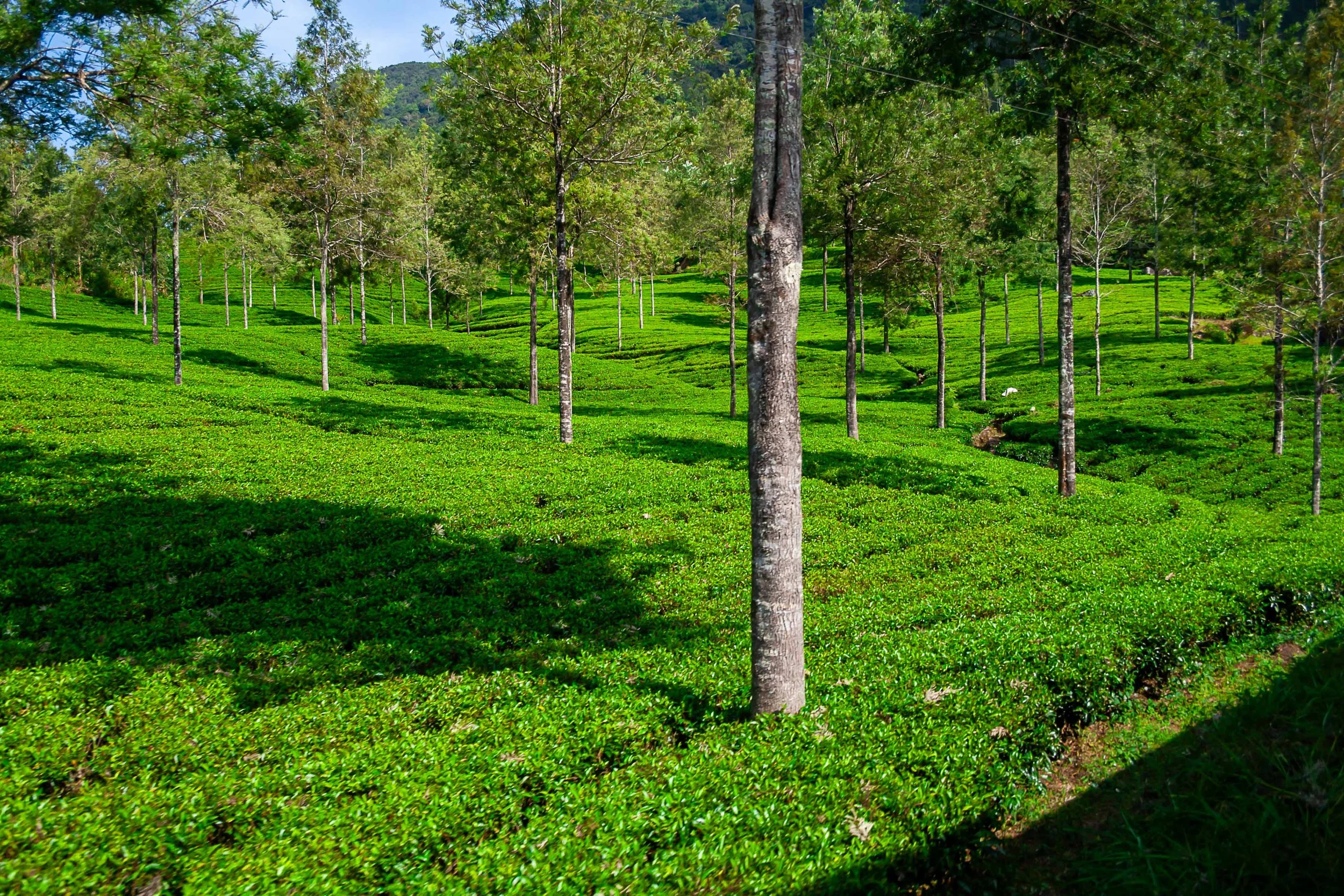 Tea estate