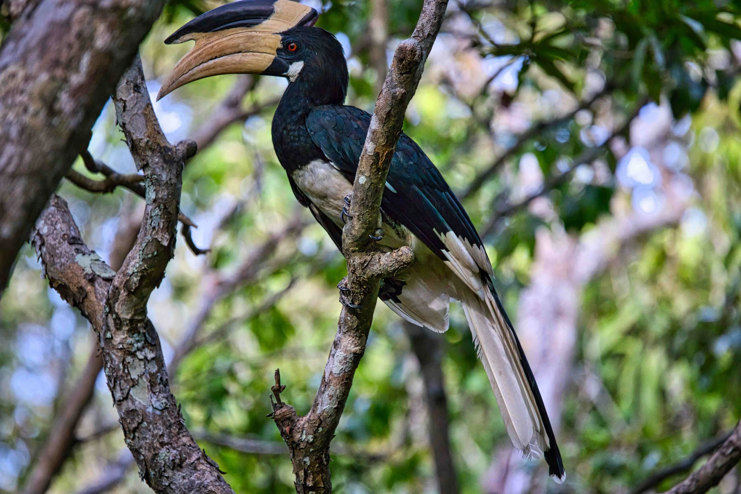 Malabar pied hornbill
