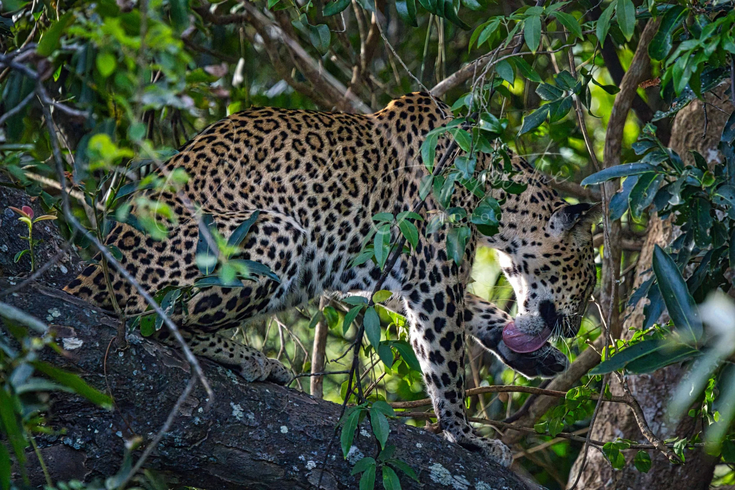 Sri Lankan leopard