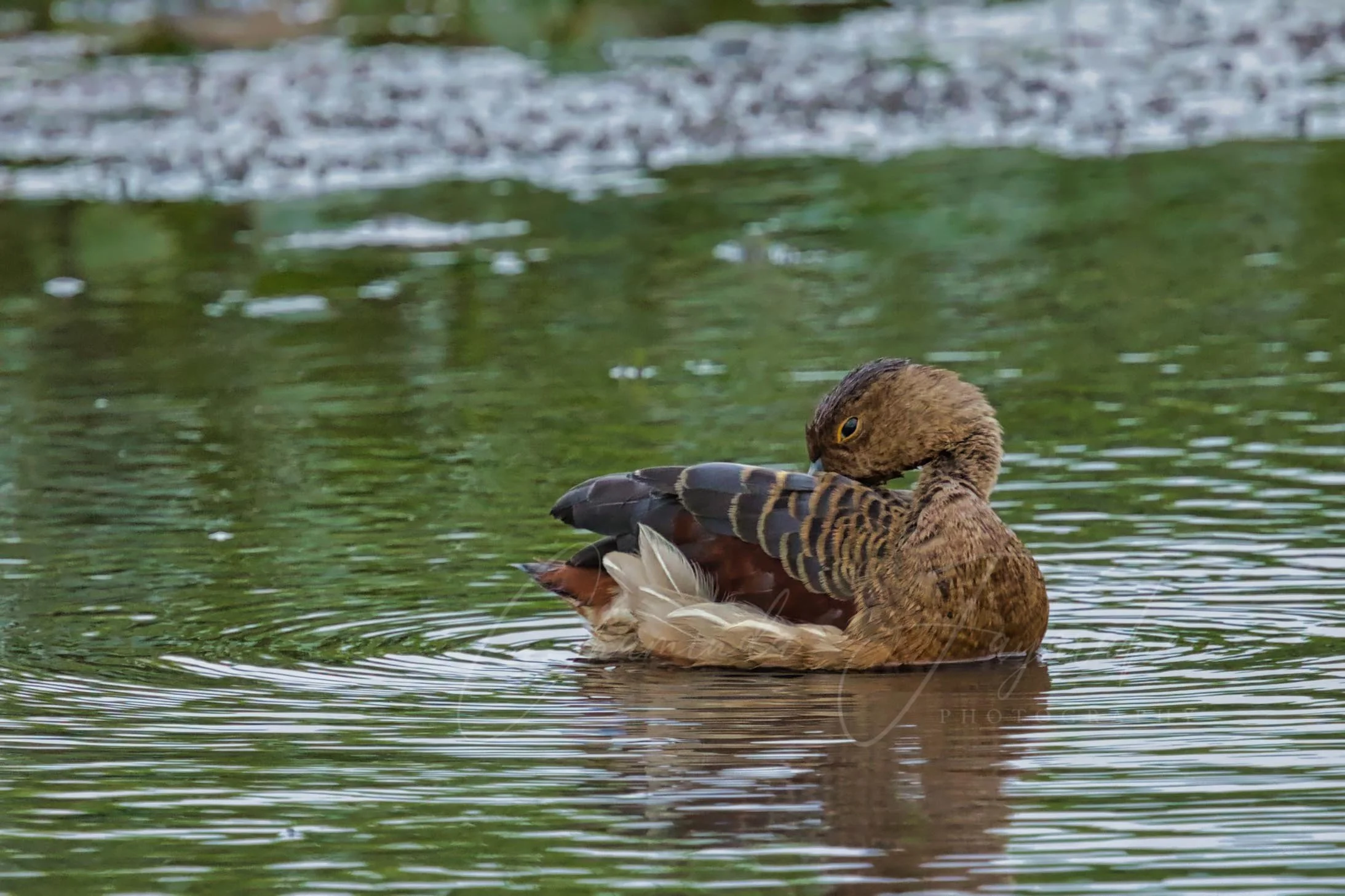Lesser whistling duck