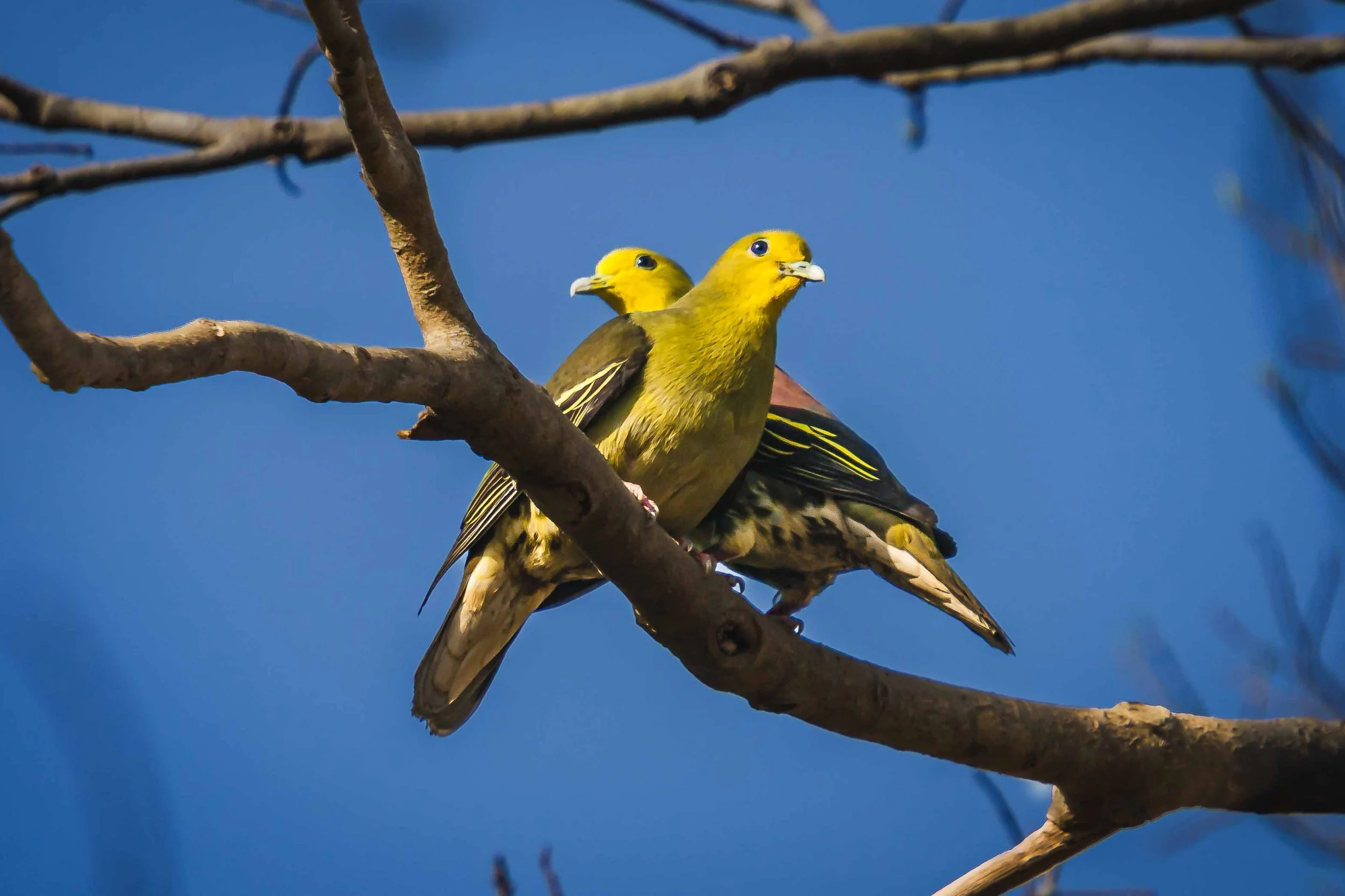 Orange-breasted green pigeon