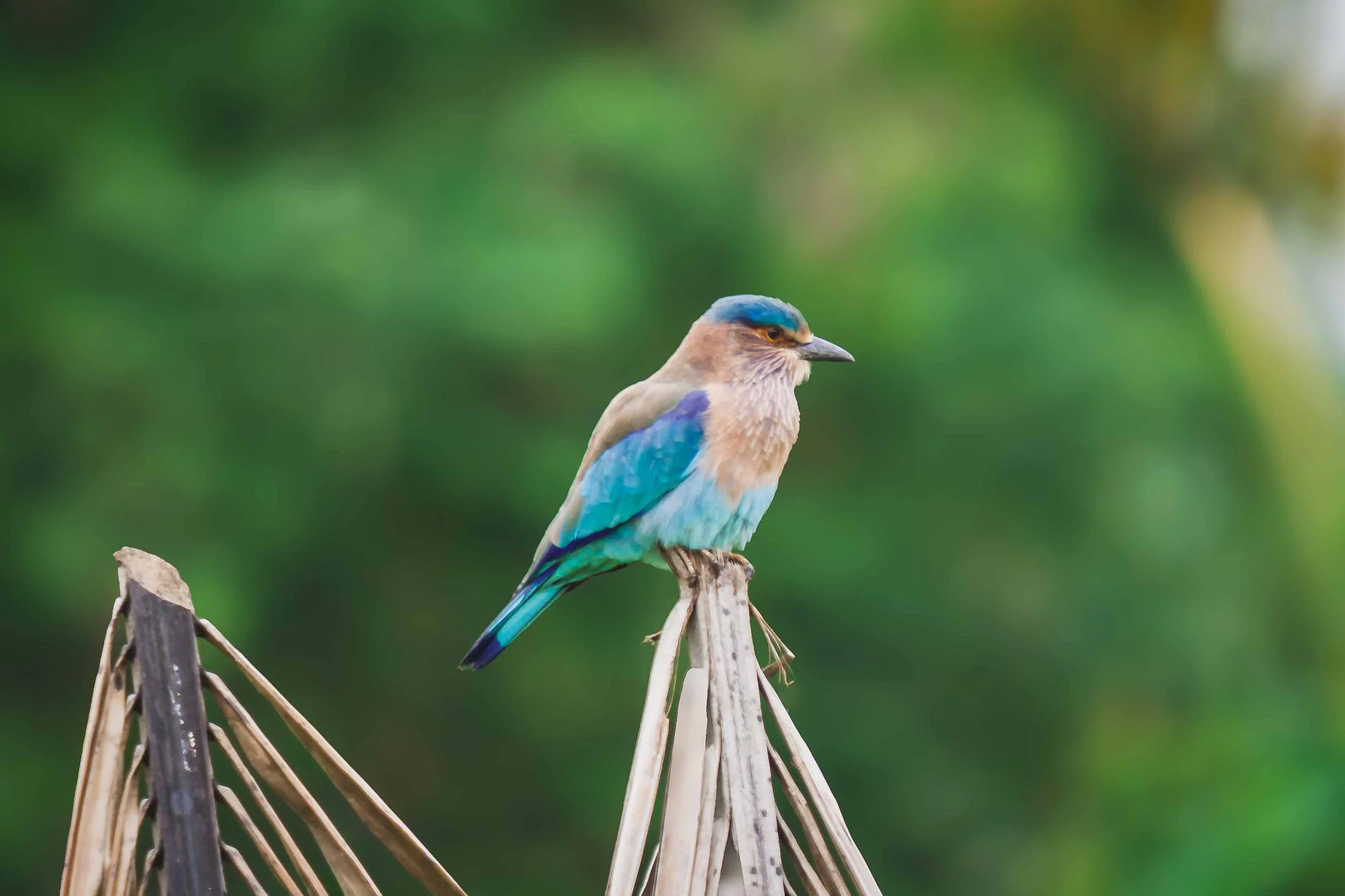 Indian roller