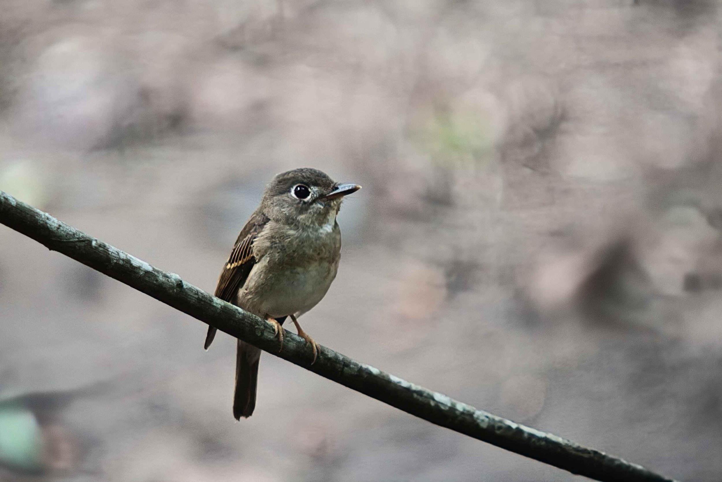 IMG_8343_Kumana Jan2014.jpg