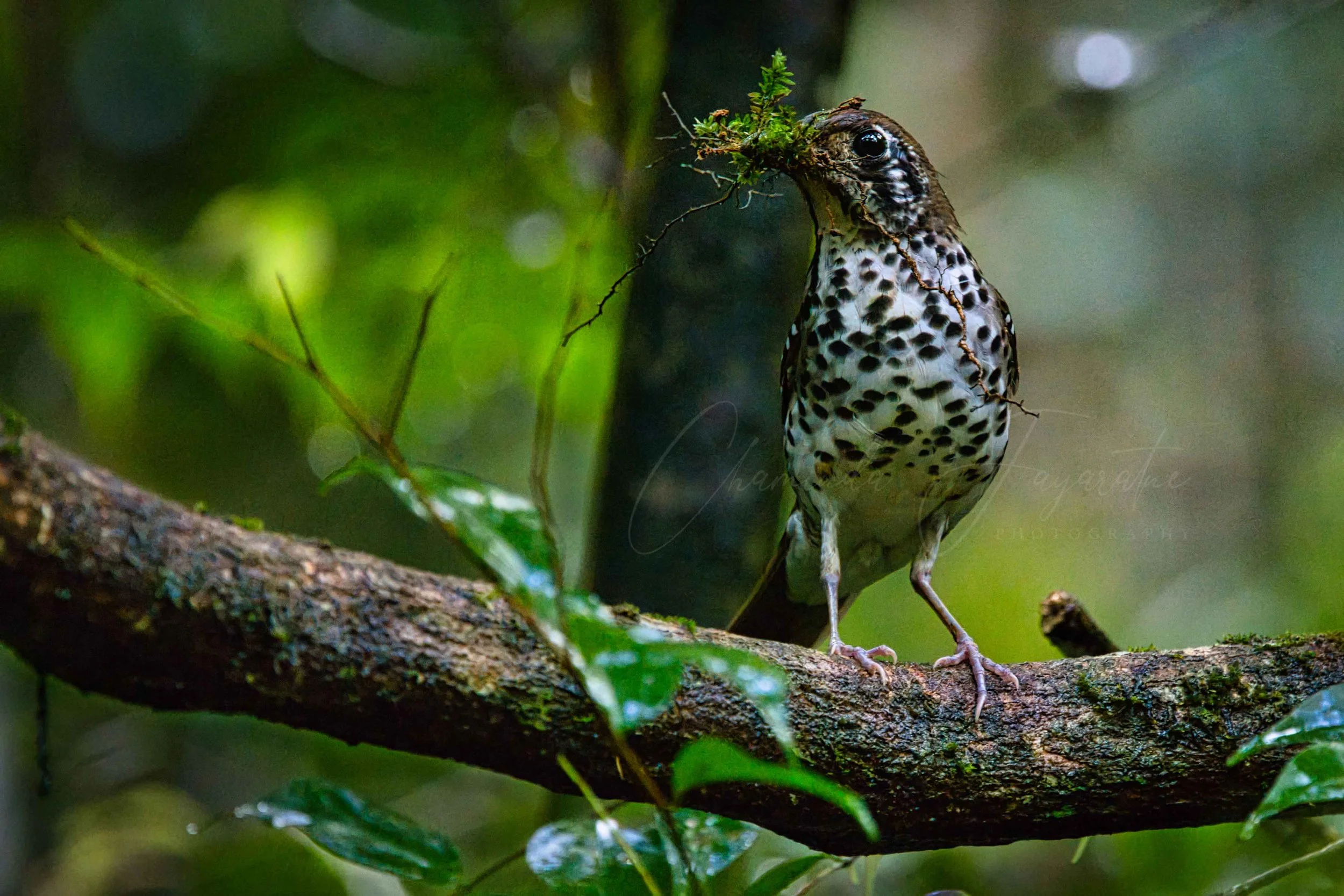 Spot-winged thrush