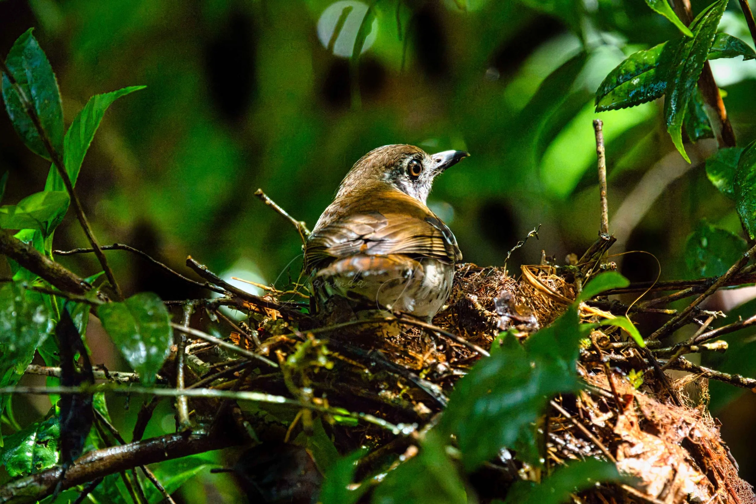 Spot-winged thrush