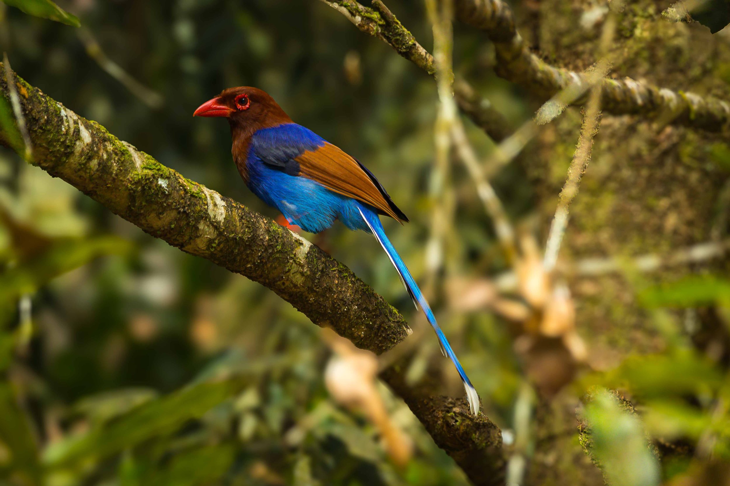 Sri Lanka Blue Magpie