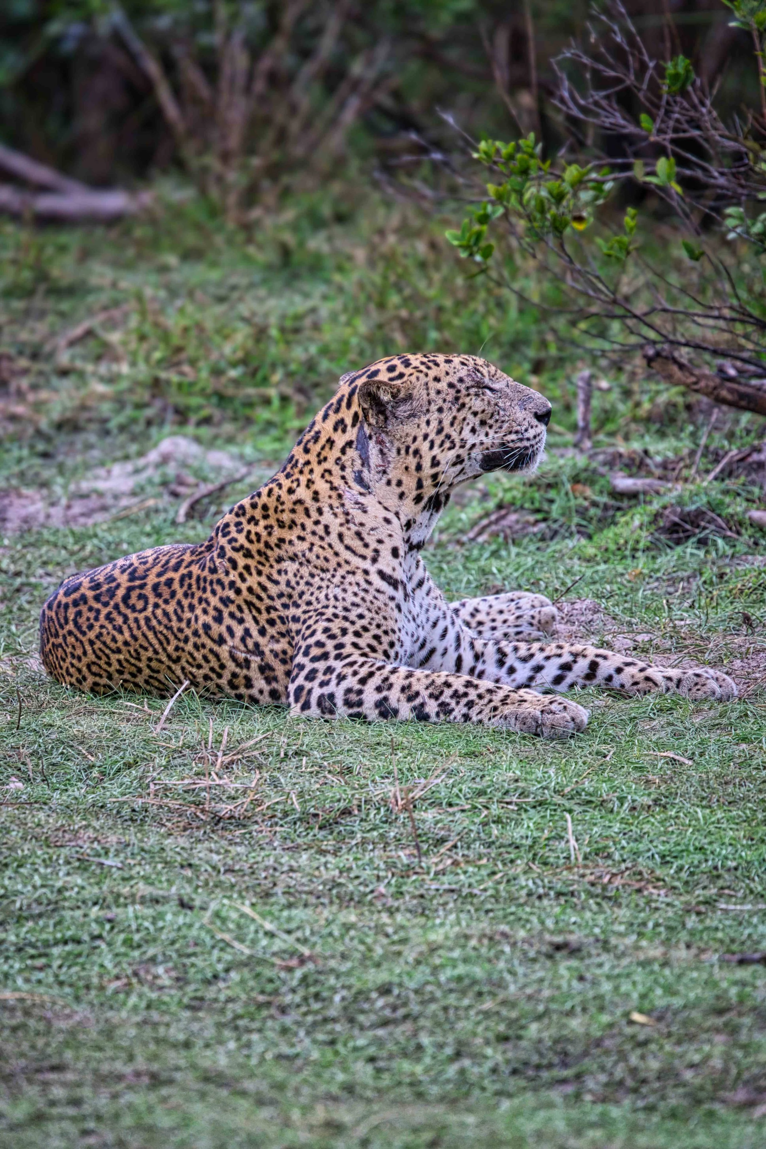 Sri Lankan leopard