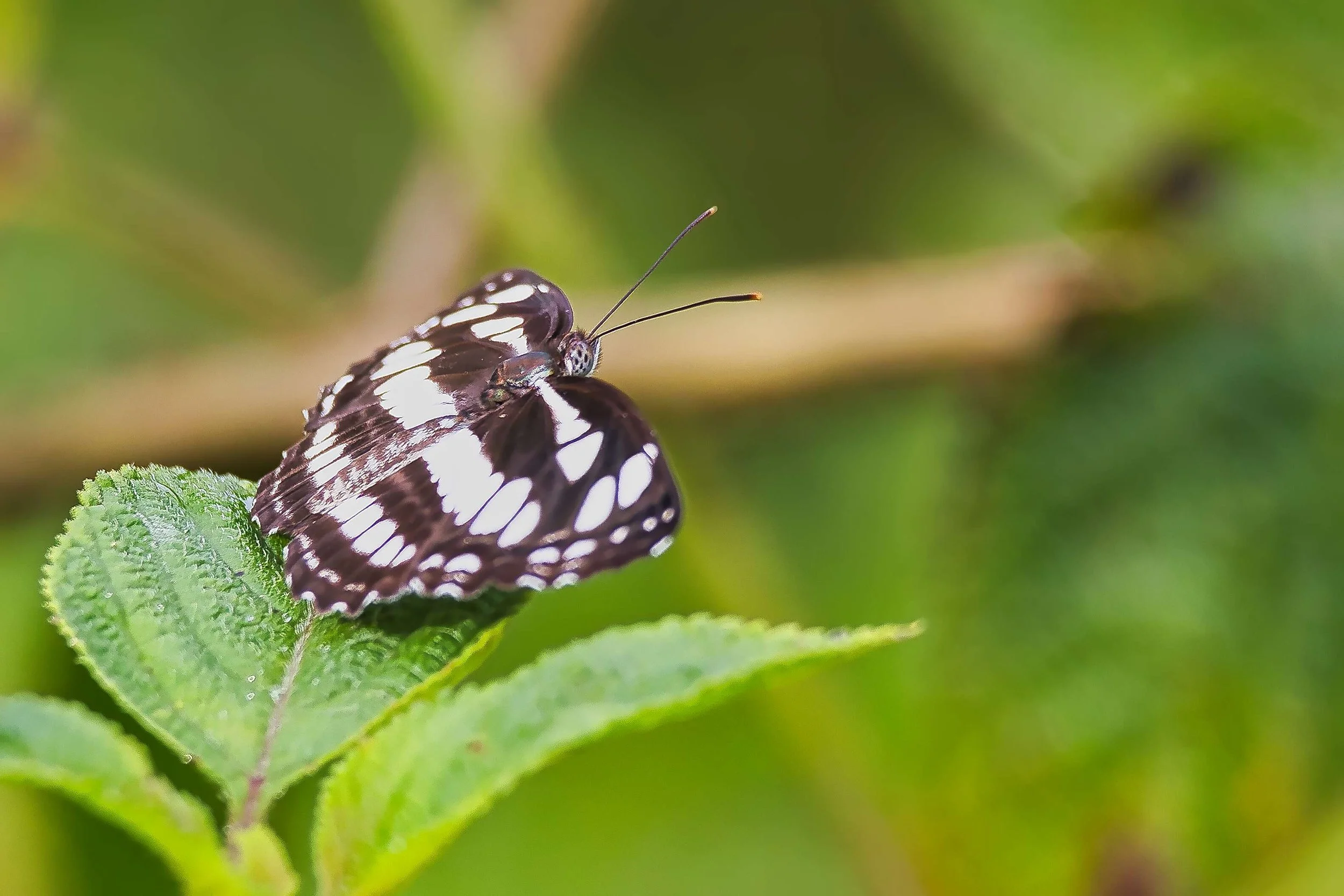 Common Sailer