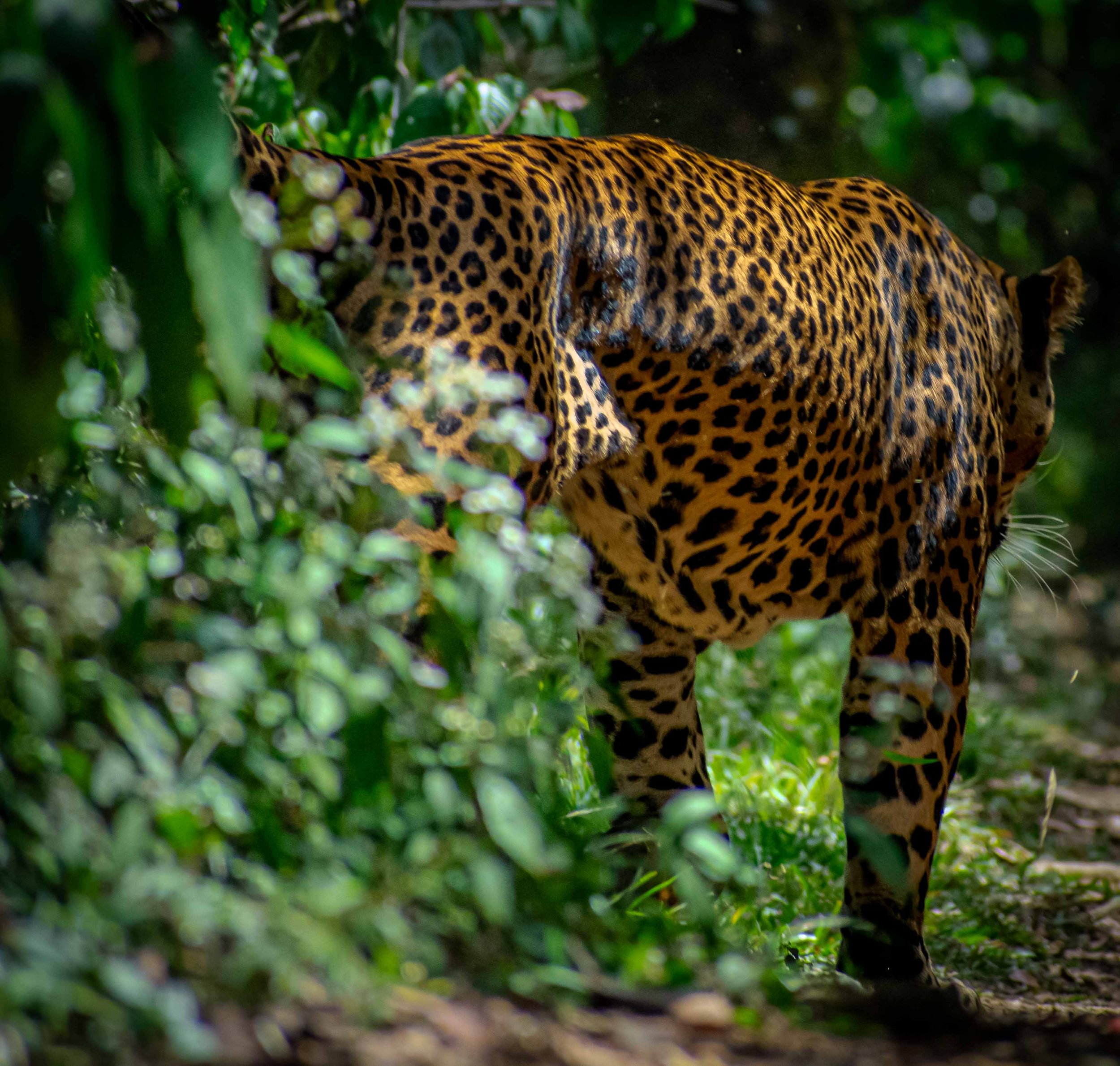 Sri Lankan leopard