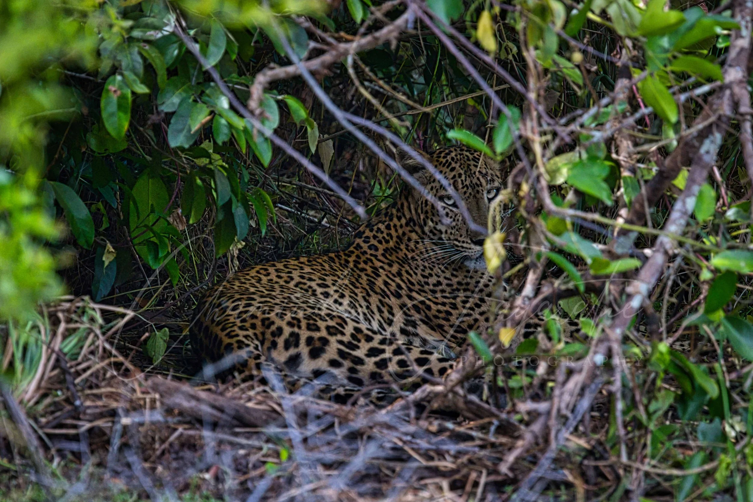 Sri Lankan leopard