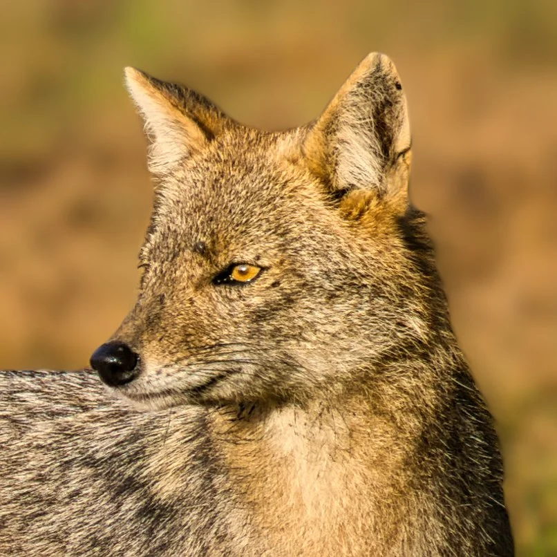 Golden Jackal