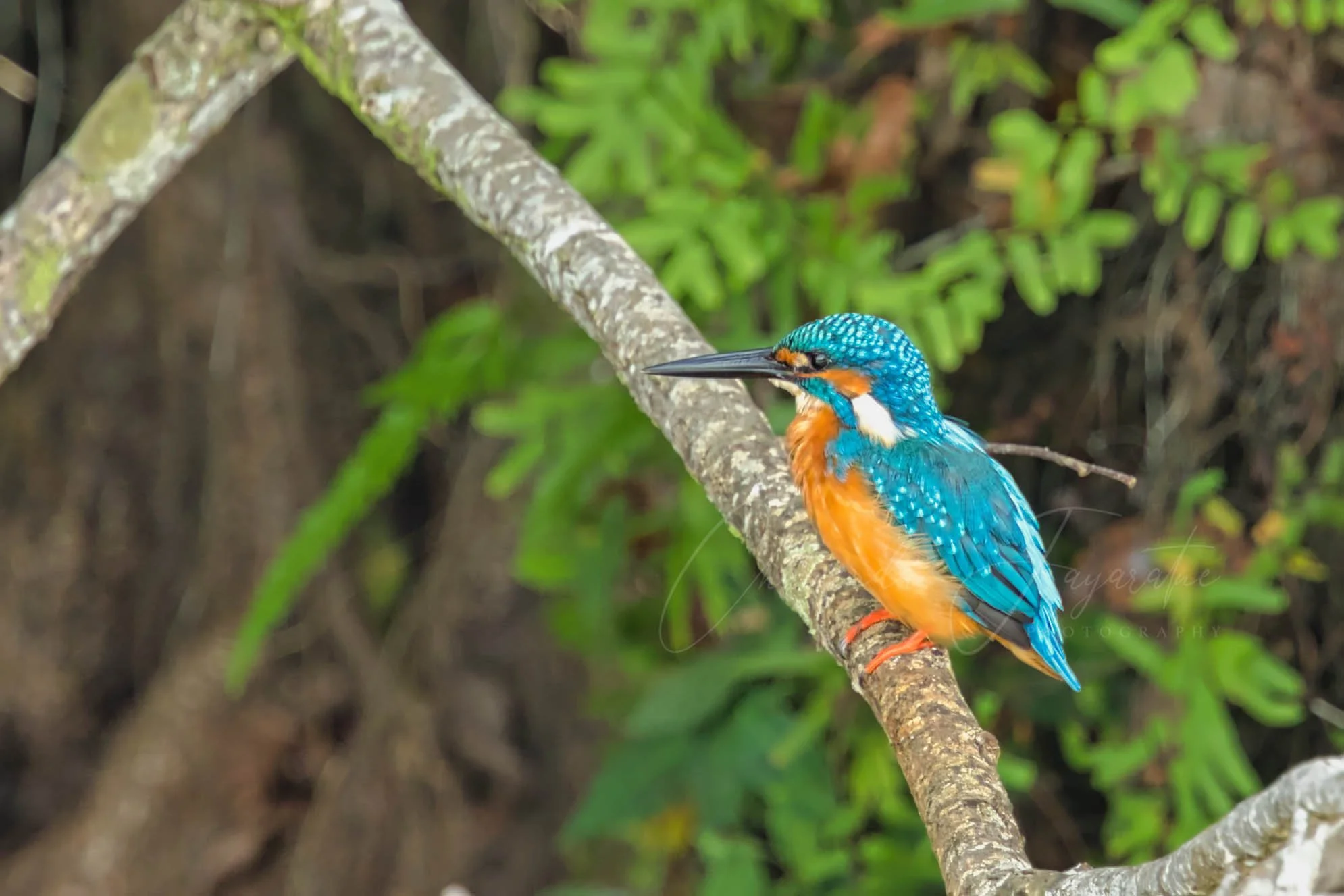 Common kingfisher
