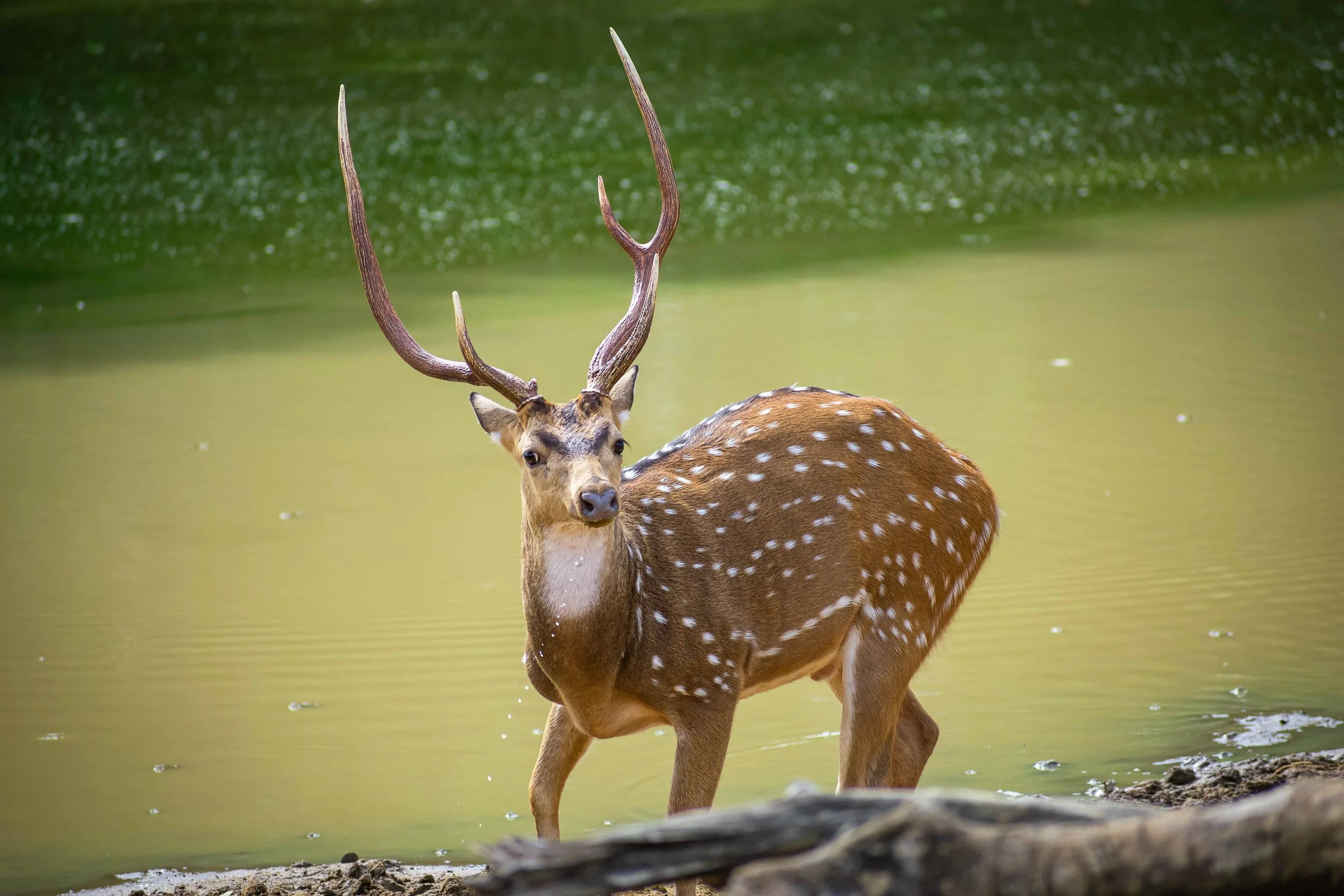 Spotted deer