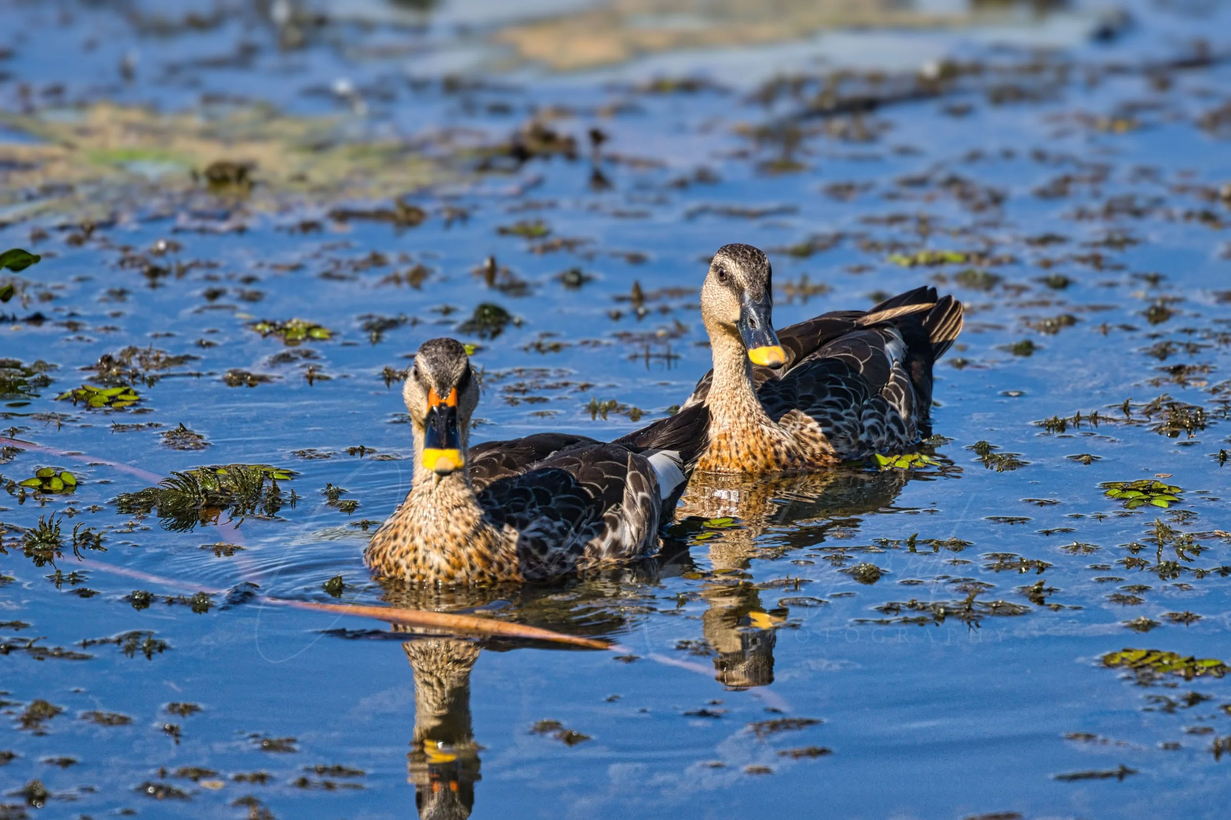 Indian spot-billed duck