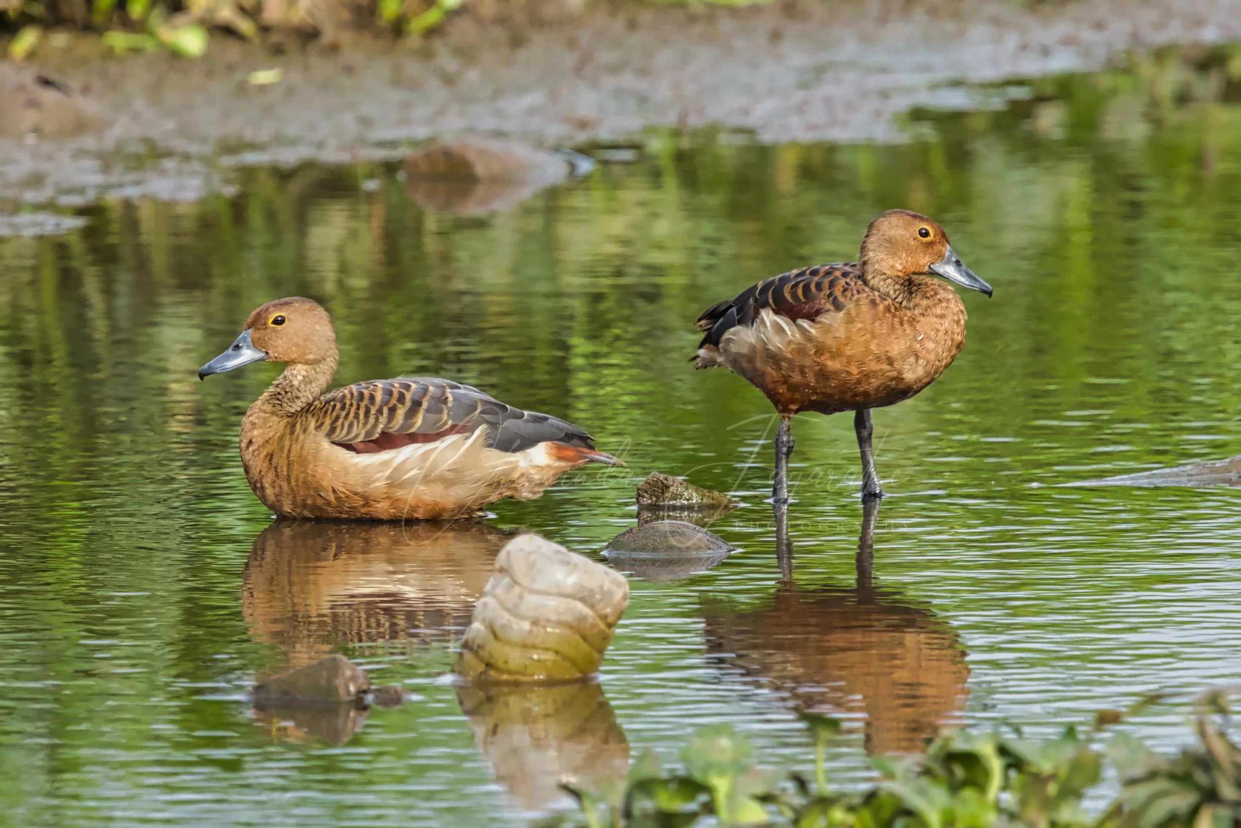 Lesser whistling duck