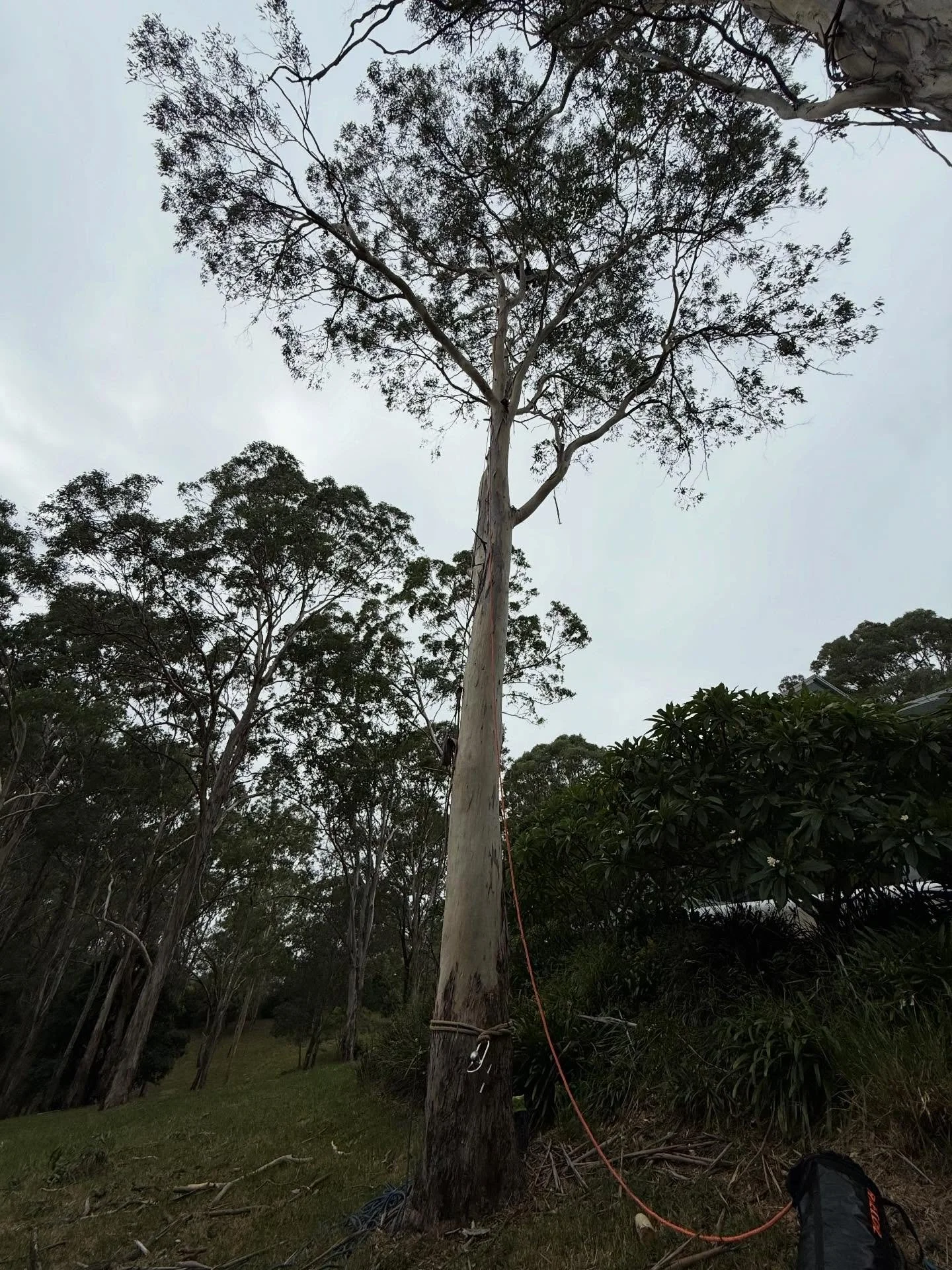 🌳TALL TIMBER TALES🌳

Overhanging your house, dropping limbs, or not looking its best?
At Tall Timber Tales, we treat your trees and your property with care
We always do what&rsquo;s best for the tree - and when removal&rsquo;s needed, it&rsquo;s do
