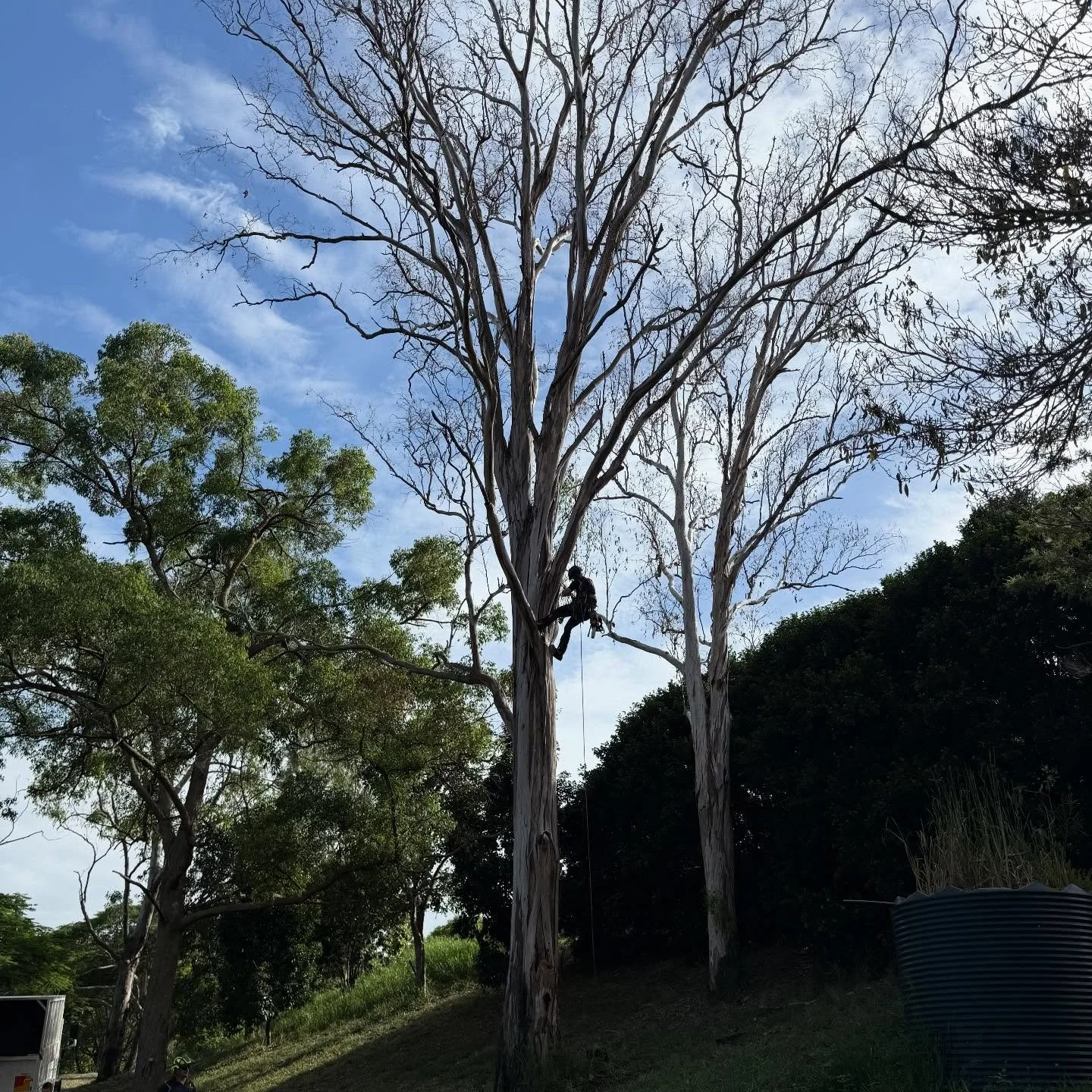 Look out 2026 

🌳 TALL TIMBER TALES 🌳

Overhanging your house, dropping limbs, or not looking its best?

At Tall Timber Tales, we treat your trees and your property with care 🌿

We always do what&rsquo;s best for the tree &mdash; and when removal&
