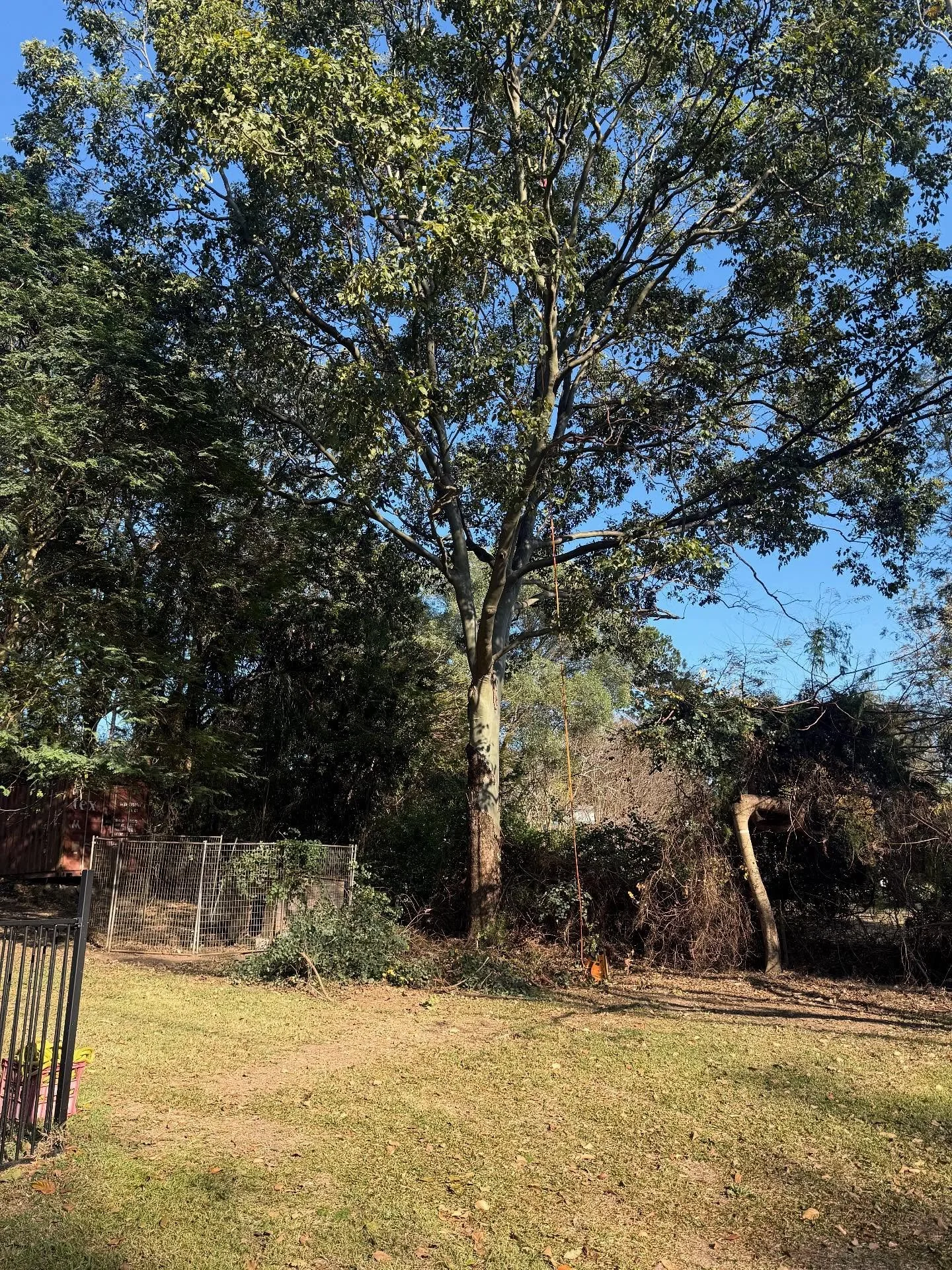 Tree Removal &amp; Pruning Completed Last Week in Bellbowrie &amp; Surrounds &ndash; By Tall Timber Tales 🌳

#treeremoval #treepruning #treecare #localbusiness #Bellbowrie #siteclearing #treeremoval #tree #treecare #constructionsite #constructionjob