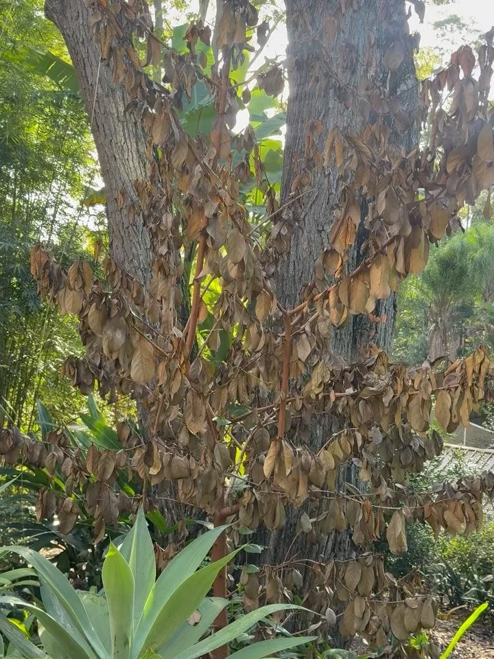 🌳TALL TIMBER TALES🌳

Overhanging your house, dropping limbs, or not looking its best?
At Tall Timber Tales, we treat your trees and your property with care
We always do what&rsquo;s best for the tree - and when removal&rsquo;s needed, it&rsquo;s do