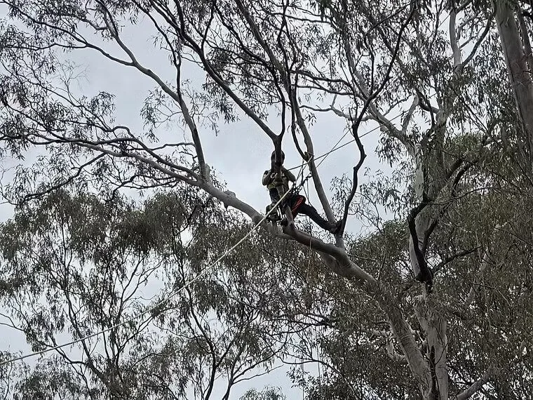 A person is perched on a large branch of a tree, wearing safety gear, including a helmet, harness, and ropes for climbing or trimming the tree.