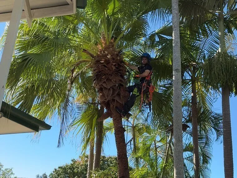 A person in safety gear climbing or working on a tall palm tree, surrounded by other palm trees in a sunny outdoor setting.