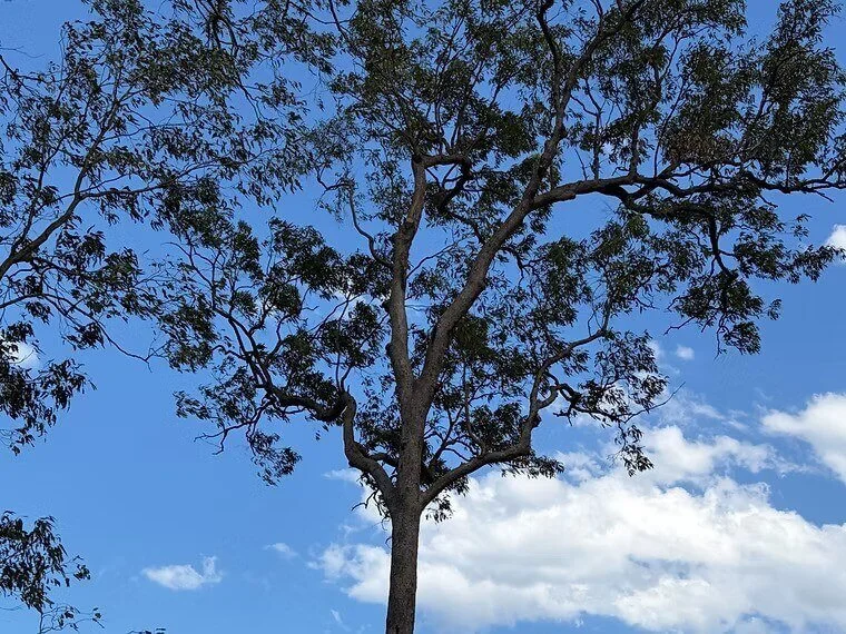 A tall tree with sparse foliage against a partly cloudy blue sky.