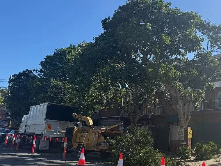 Tree trimming work on a street with a large tree, a truck, and a wood chipper surrounded by orange traffic cones during daytime.