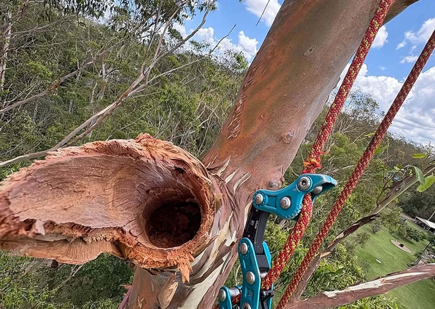 A tree with a hollow opening and climbing equipment attached, set against a background of blue sky and green foliage.