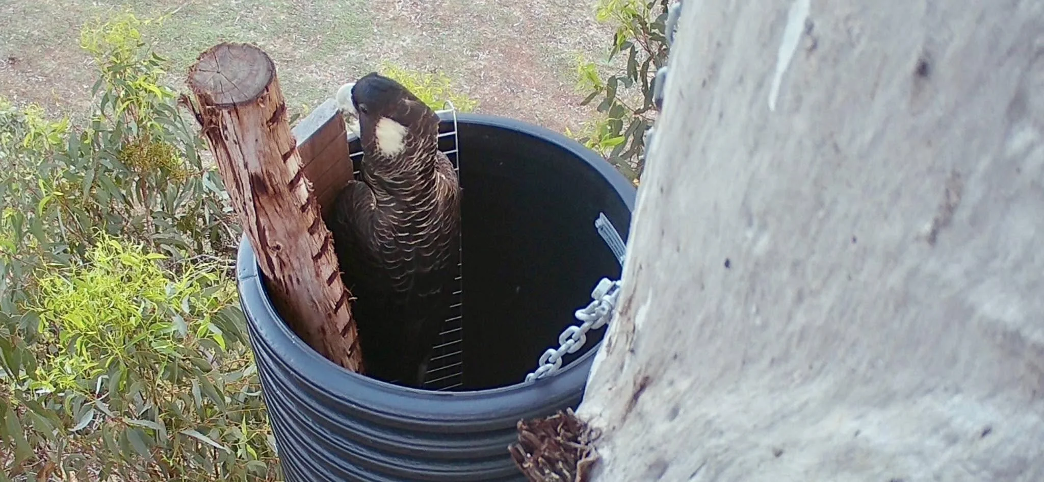 Carnaby Cockatoo