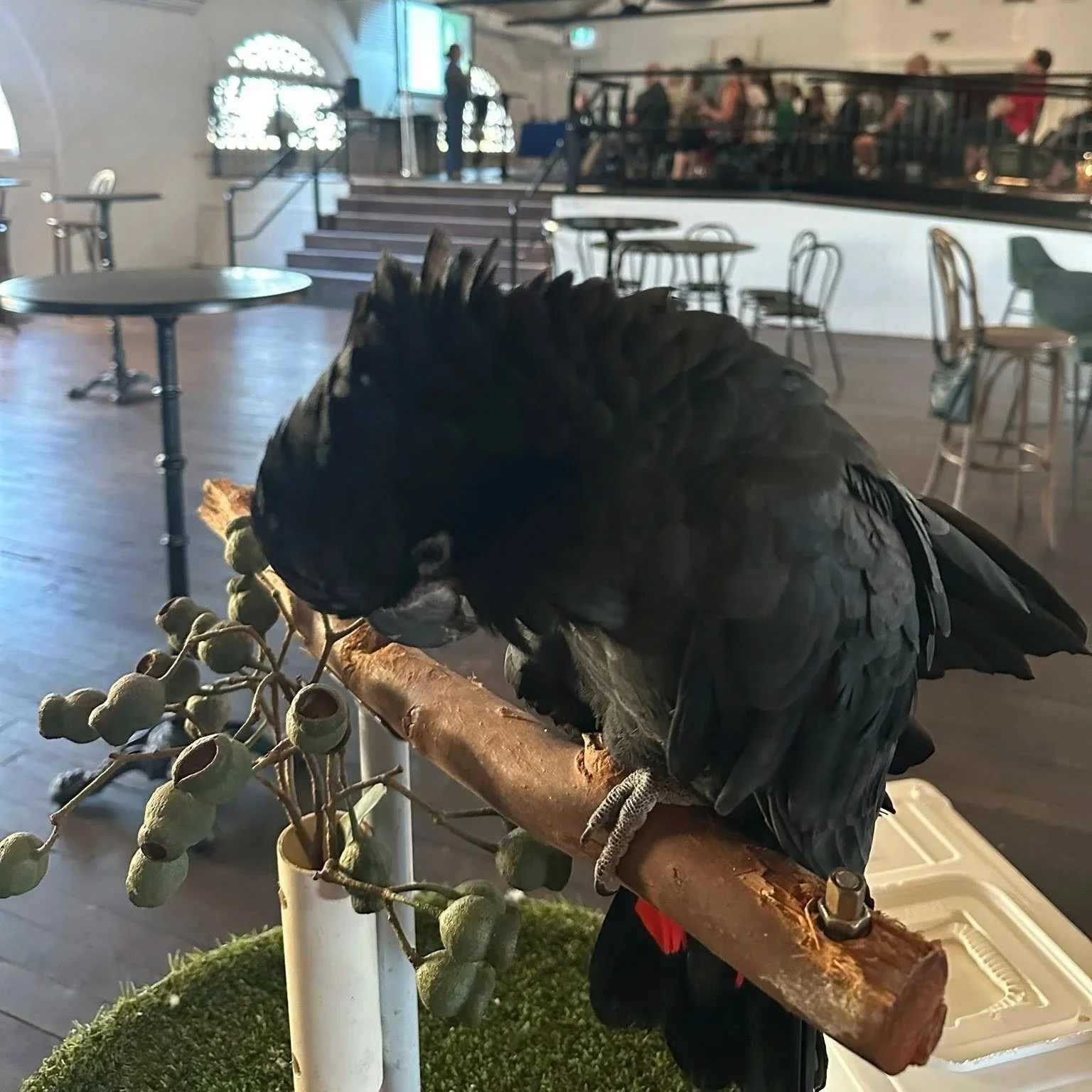 A black parrot perched on a wooden branch inside a cafe, with people sitting at tables and stairs in the background.