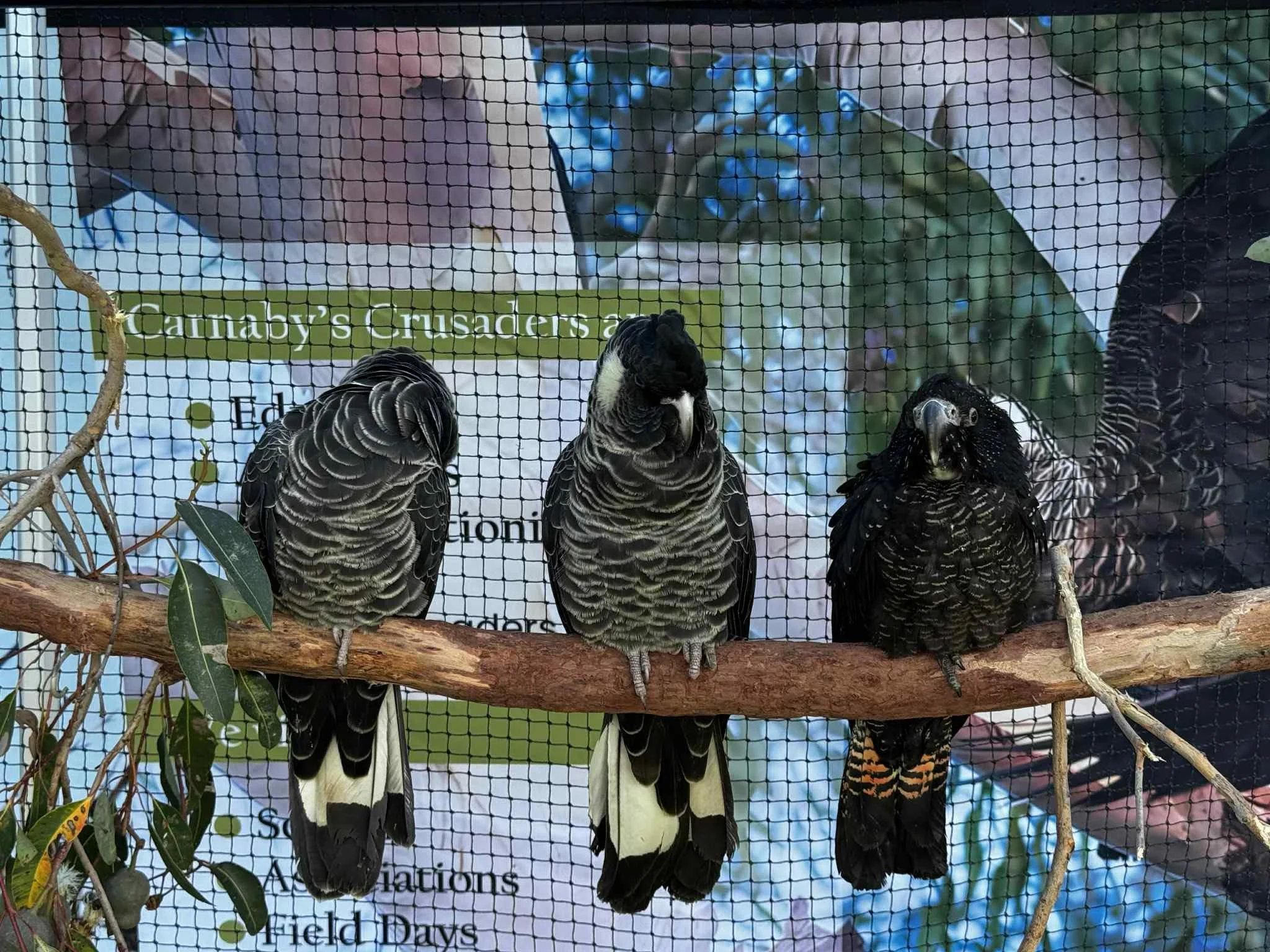 Three black and white parrots perched on a wooden branch inside a cage, with a banner in the background reading 'Cannaby's Crusaders'.