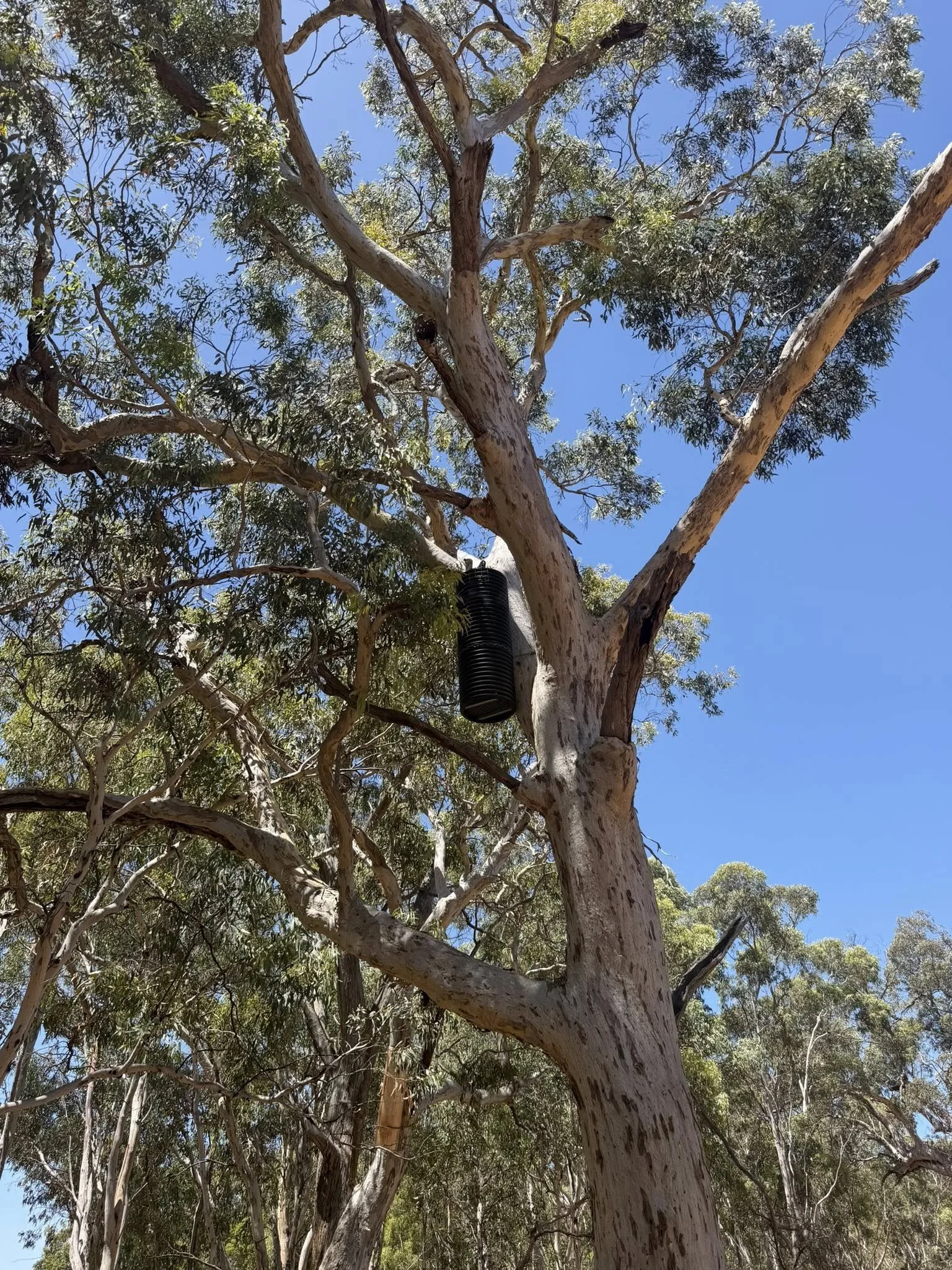Tall eucalyptus tree with peeling bark and green leaves, clear blue sky in the background, and a black squirrel baffle feeder hung on the trunk.