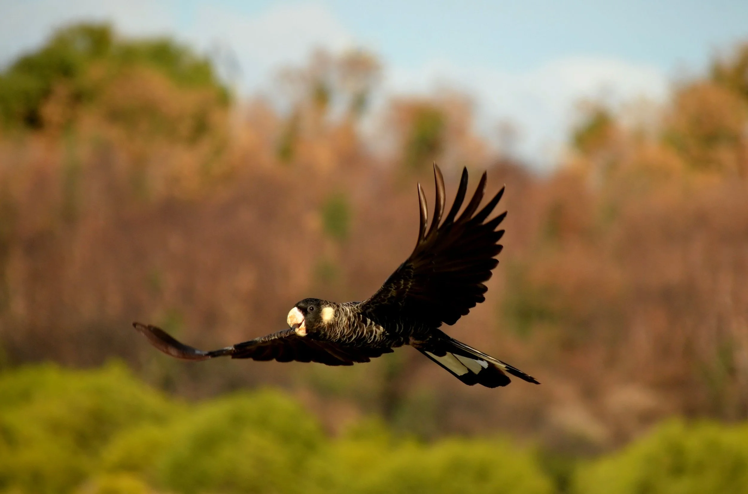 A bird in flight, possibly a hawk or eagle, with dark wings and a white head, flying against a blurred background of trees with autumn foliage.