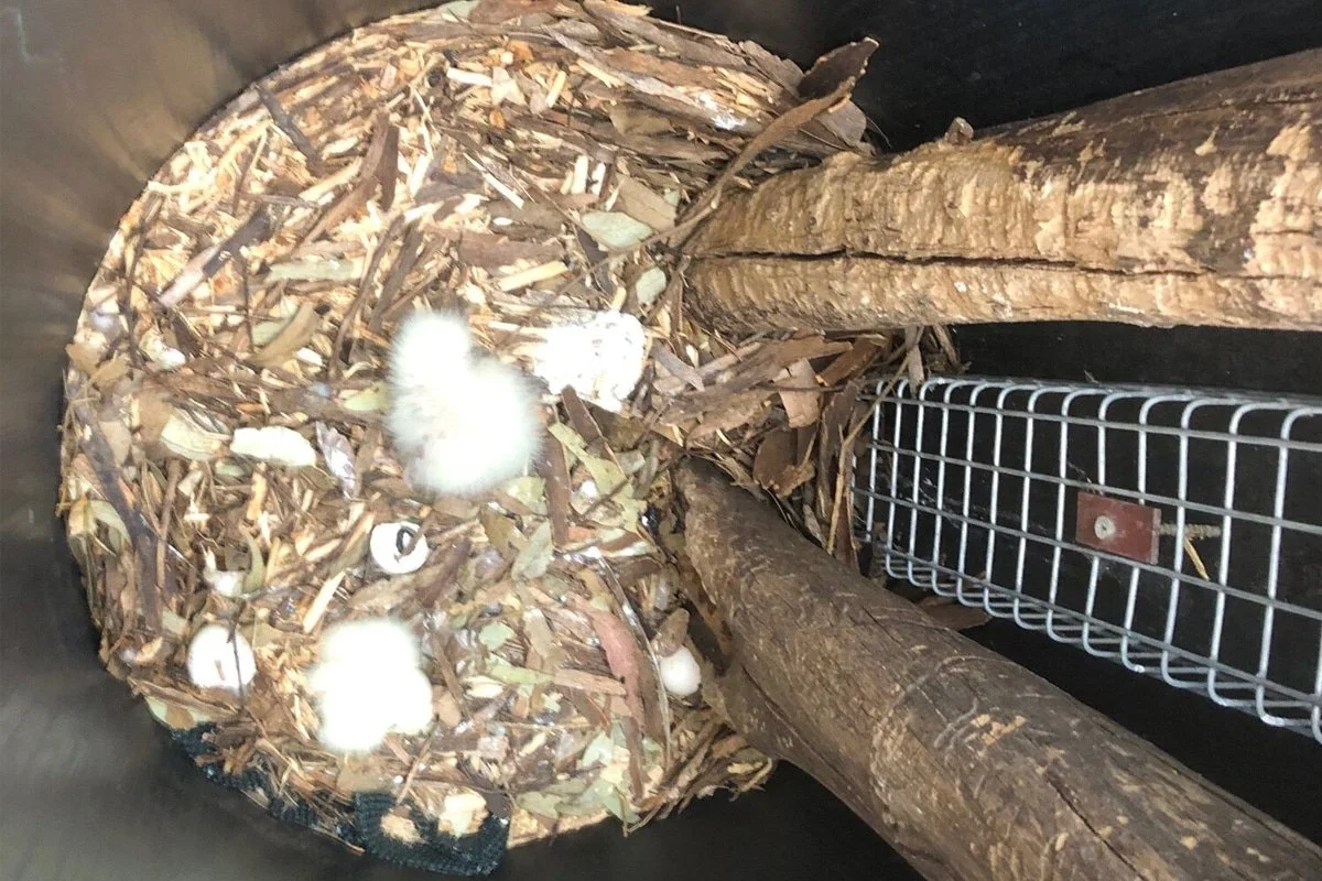 A bird's nest with fluffy white chicks and eggs, built among tree branches and wood, inside a metal enclosure.