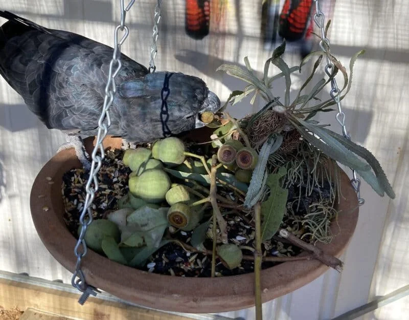 A potted plant with green seed pods and leaves, attached to a chain or metal hanging setup, with a bird nearby, possibly a dove, in a setting with a mesh or wire enclosure.