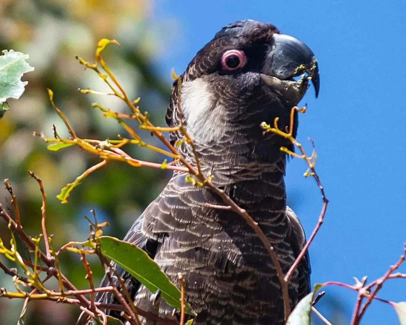 A close-up of an eagle perched on a branch with green leaves, set against a blue sky background.